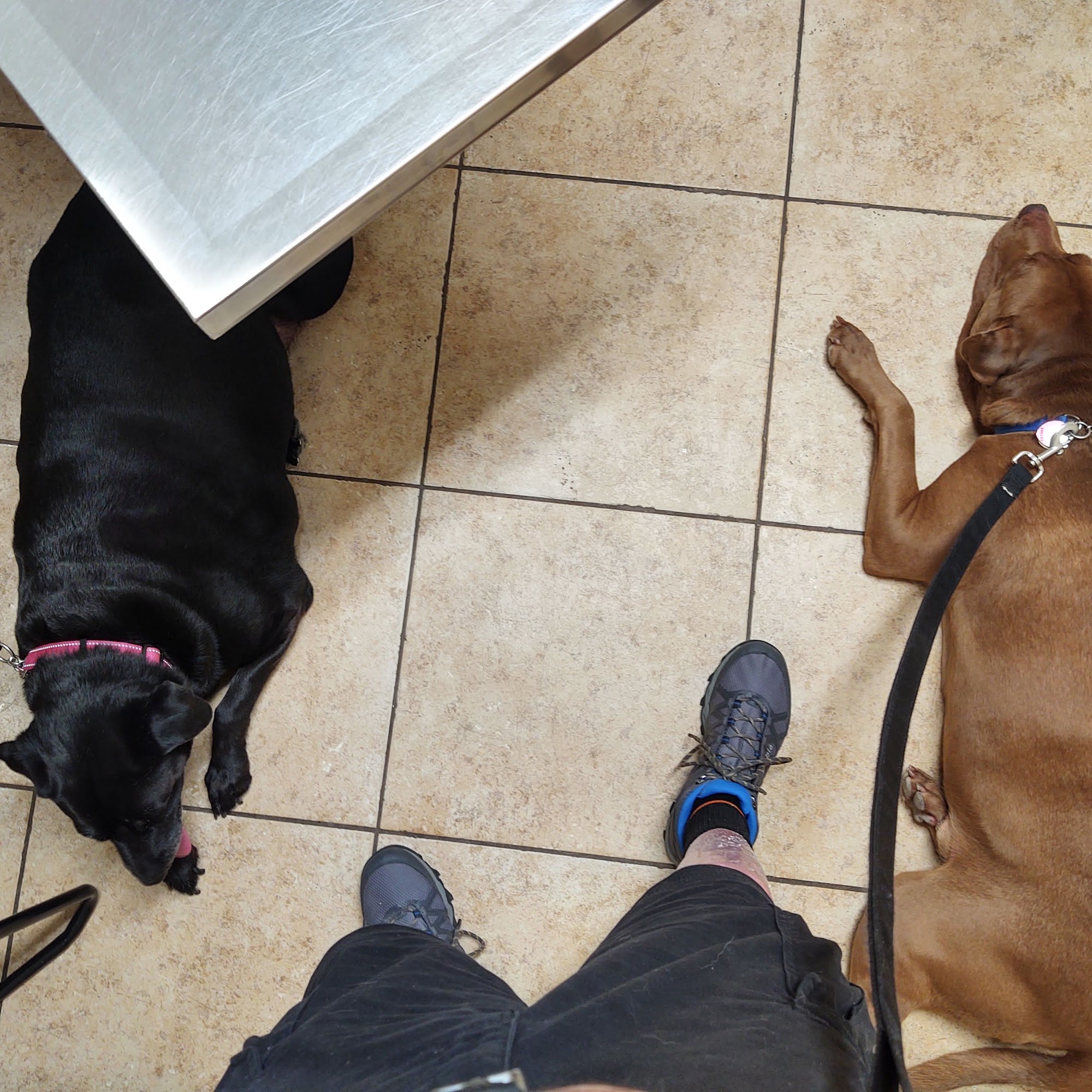 Faulkner Animal Hospital: Glenn Brent DVM Lancaster