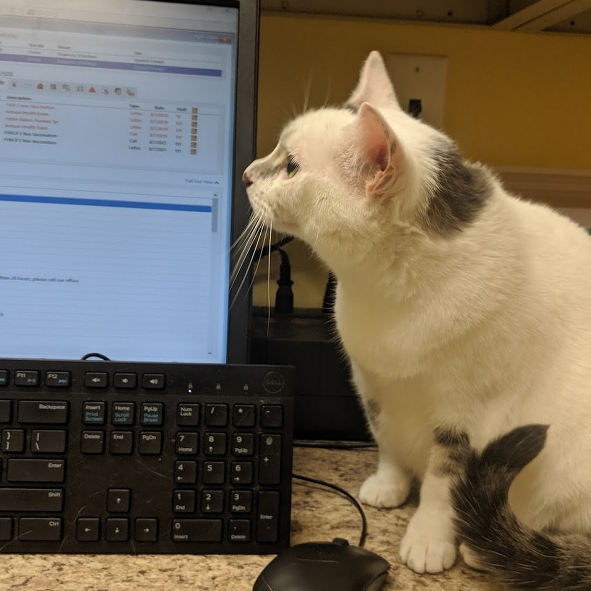 Southern Paws Animal Hospital Lancaster