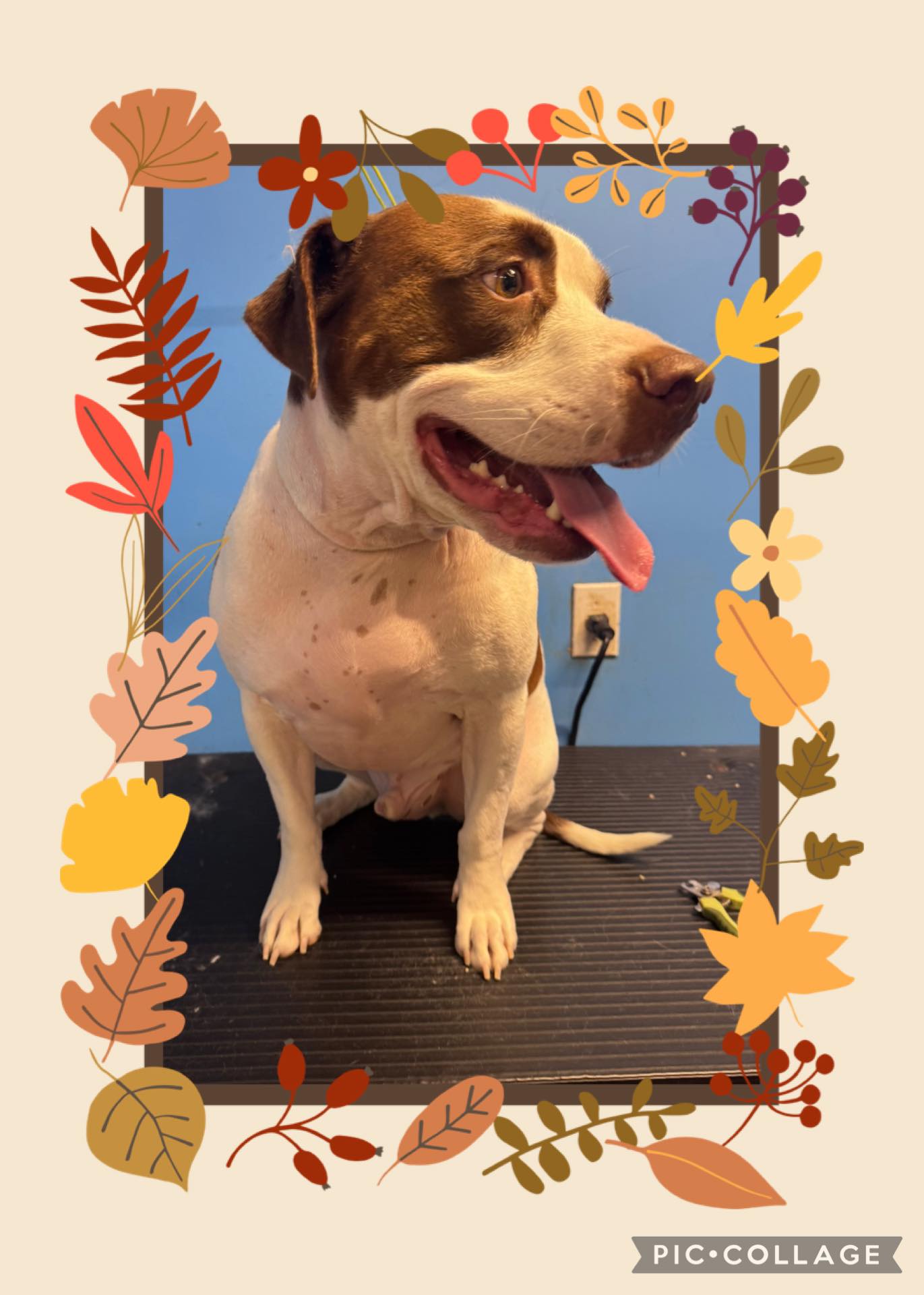 Puppy Palooza Grooming & Doggie Daycare Lancaster