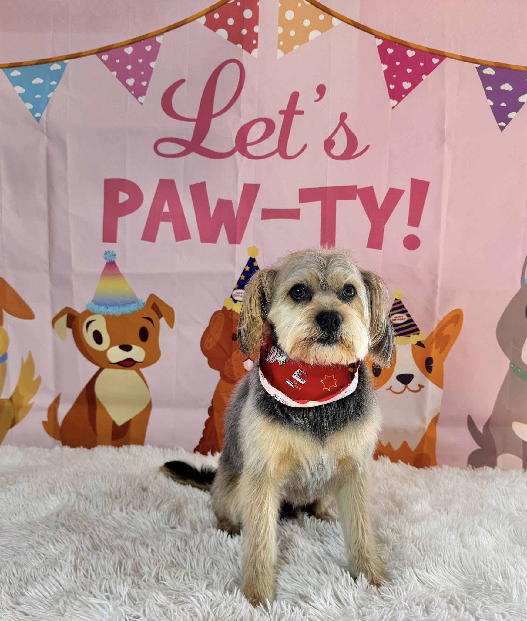 Puppy Palooza Grooming & Doggie Daycare Lancaster