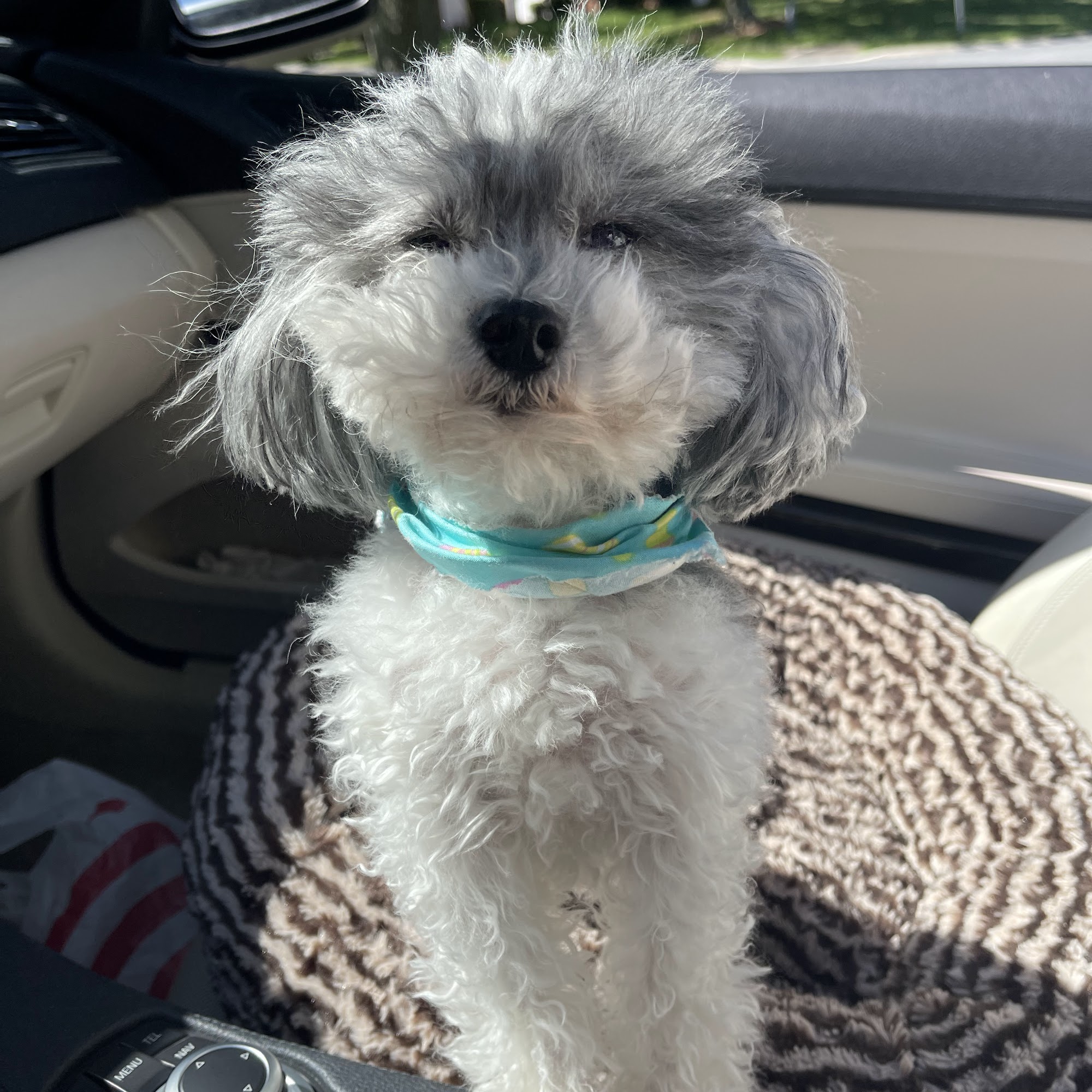 YAPS Pet Styling (formerly soft tails, same owner) 6407 Charlotte Hwy Suite 400, Lancaster South Carolina 29720