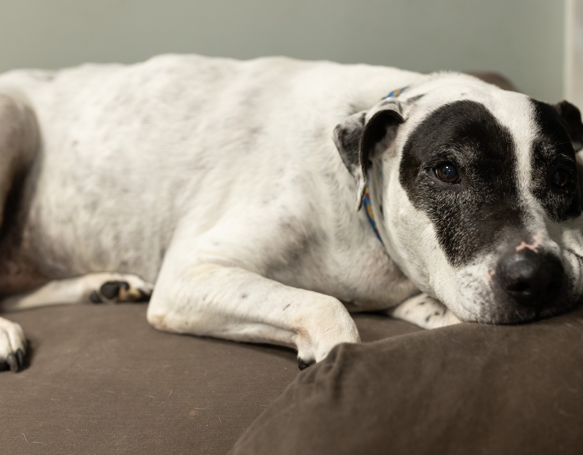 Landrum Veterinary Hospital Landrum
