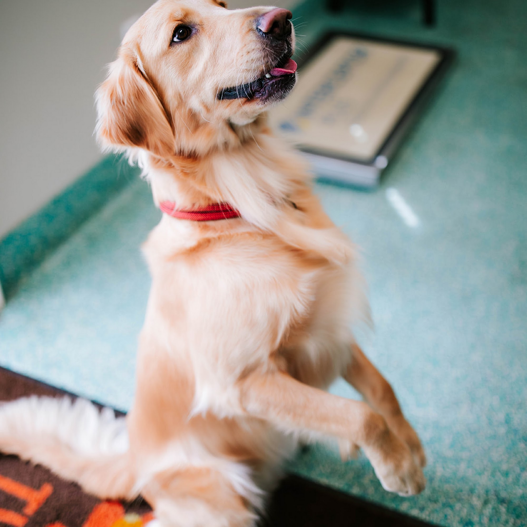 Twin Oaks Veterinary Clinic Landrum