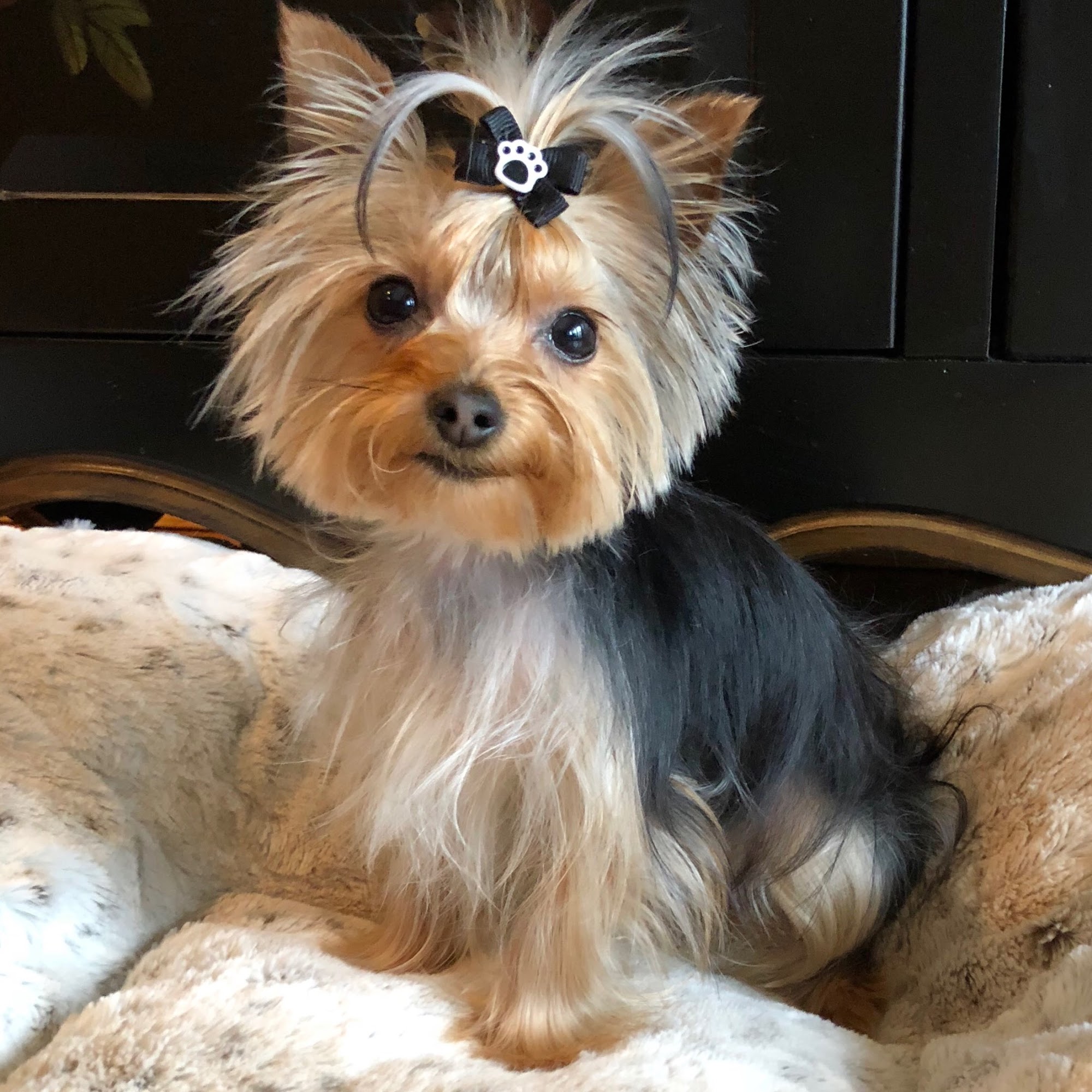 Love On A Leash LLC Landrum