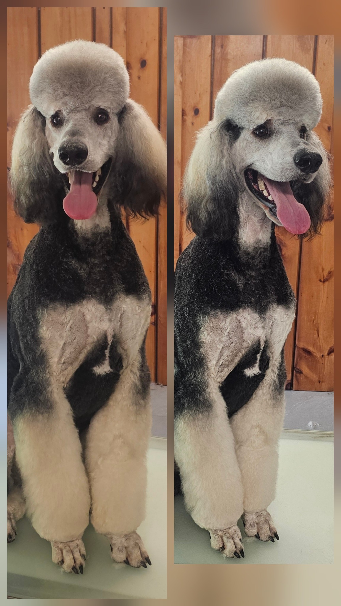 Love On A Leash LLC Landrum