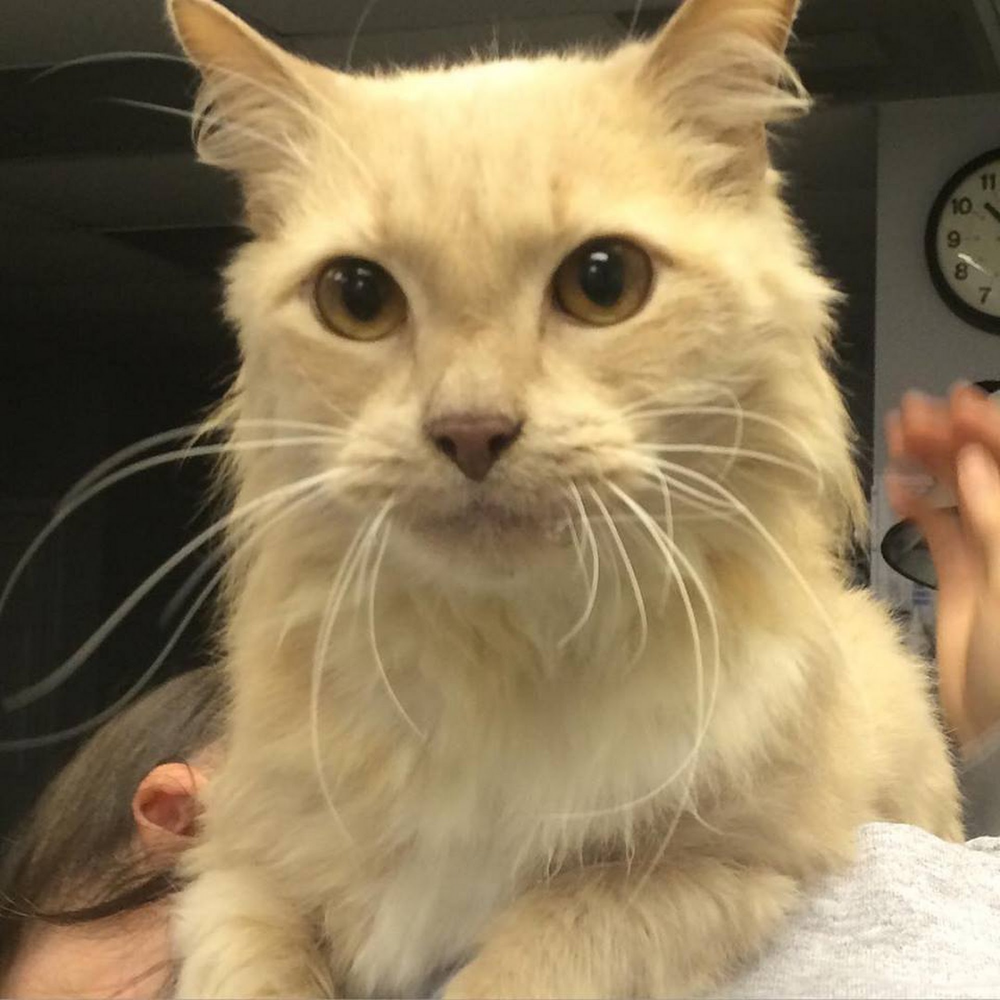 Trinity Ridge Animal Health Laurens