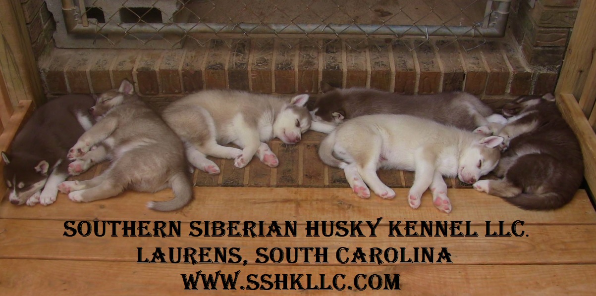 Southern Siberian Husky Kennel LLC Laurens