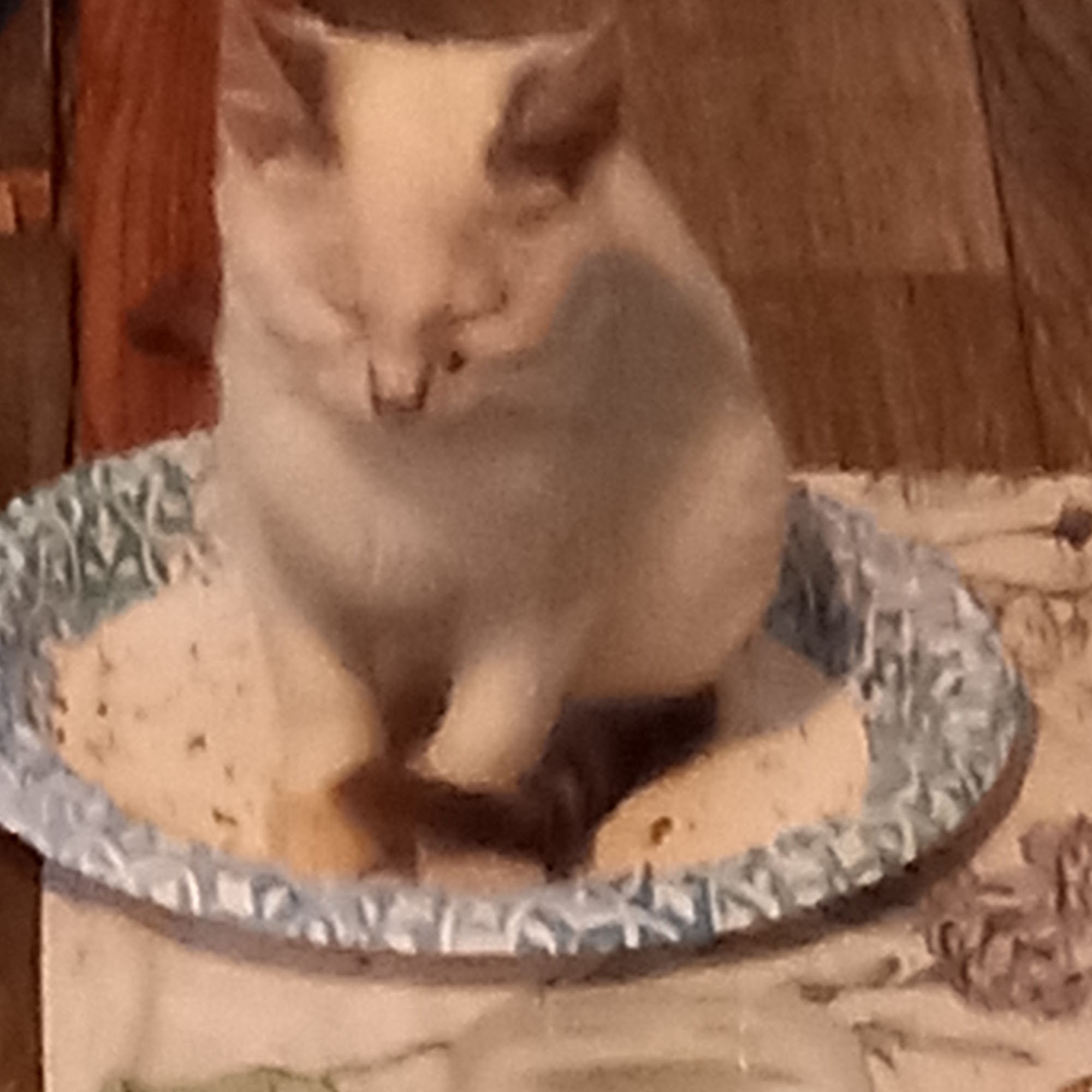 All Breed Grooming by Nancy - Dog & Cat Groomer in Leesville SC Leesville