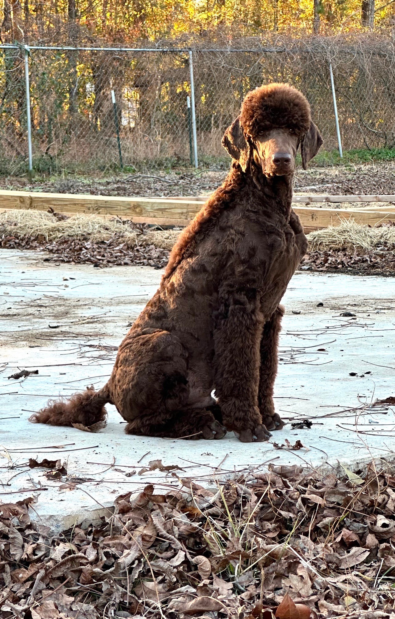 All Breed Grooming by Nancy - Dog & Cat Groomer in Leesville SC Leesville