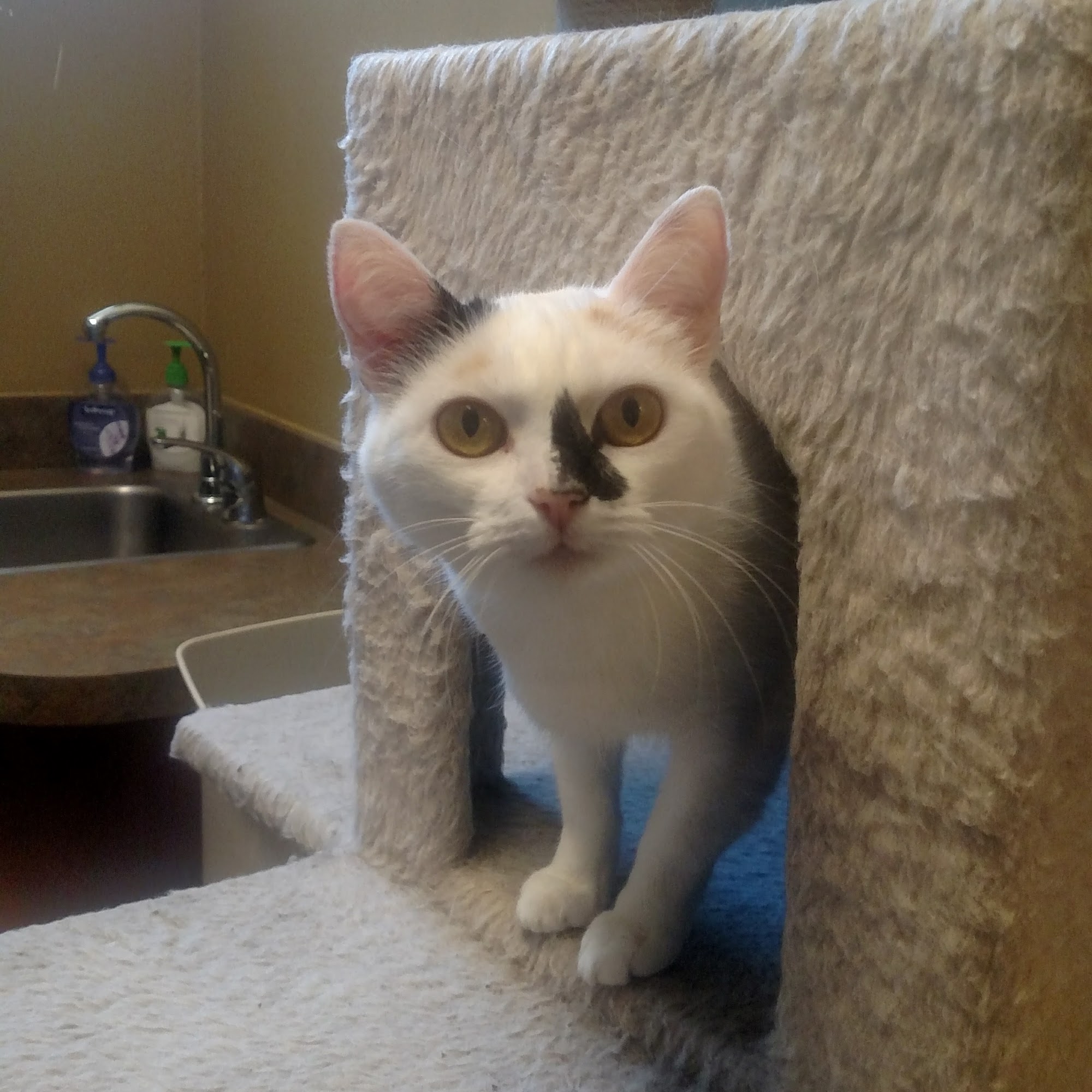 Grace Animal Hospital Lexington