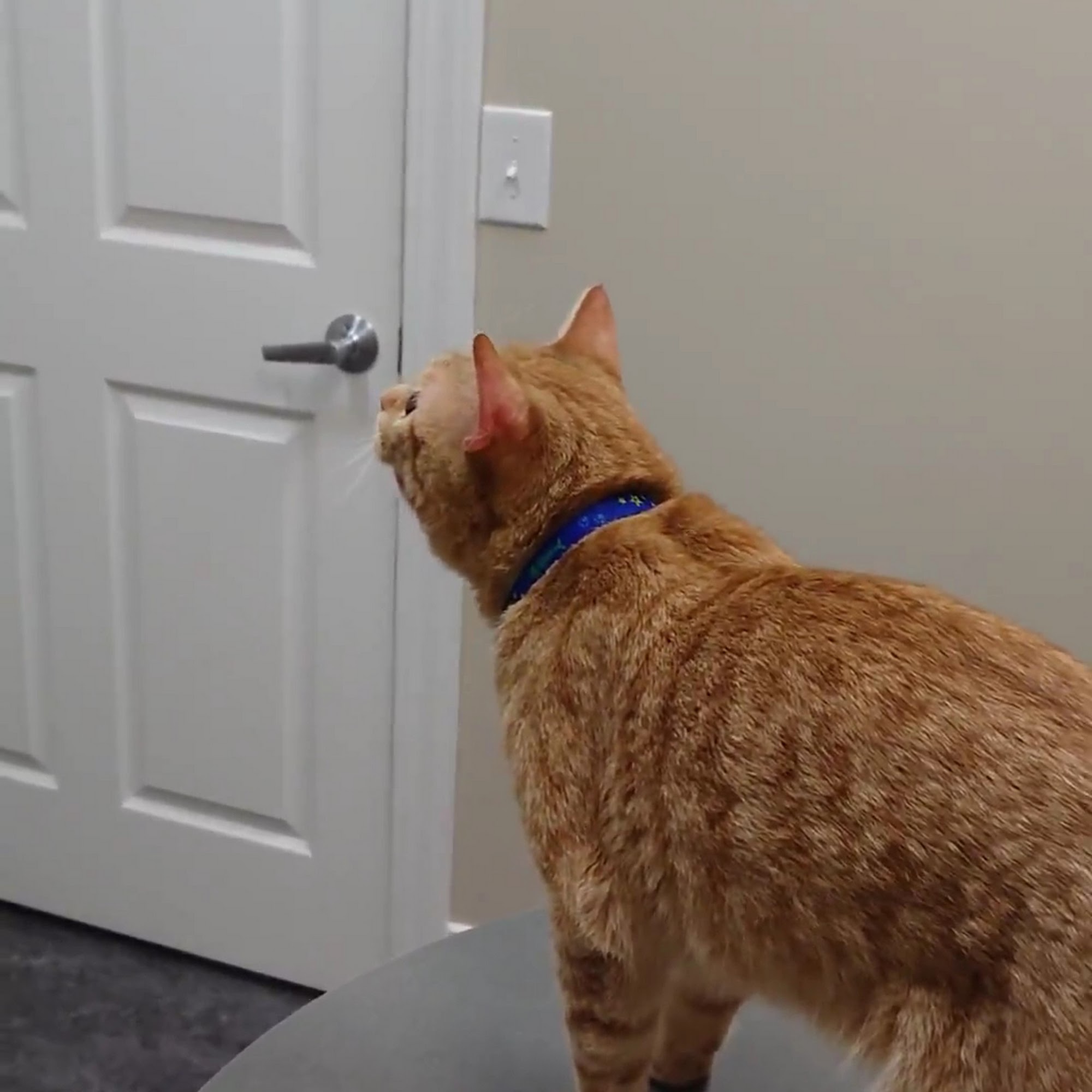 Birchwood Veterinary Hospital Lexington