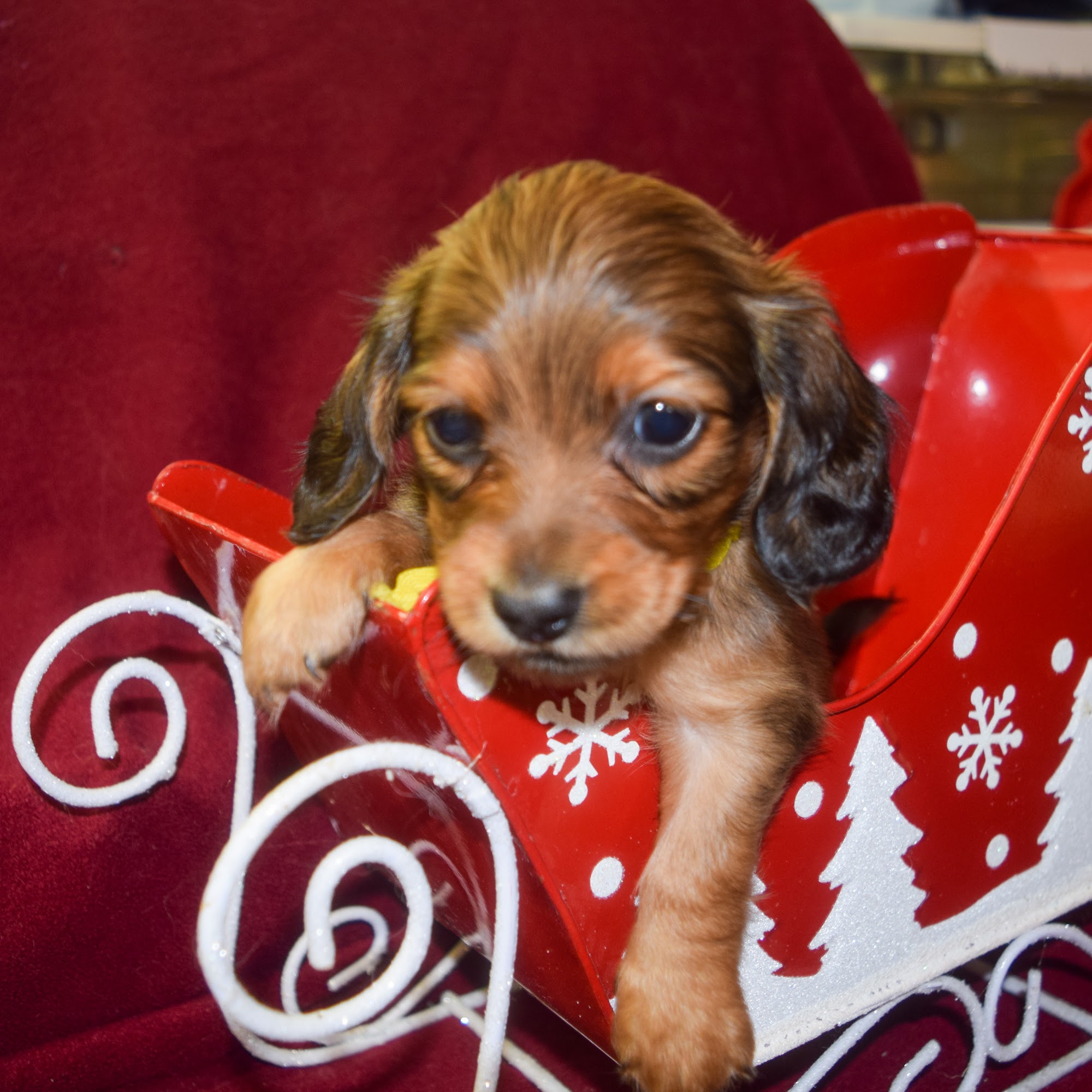 Porth Kennels Mini Dachshunds Lexington