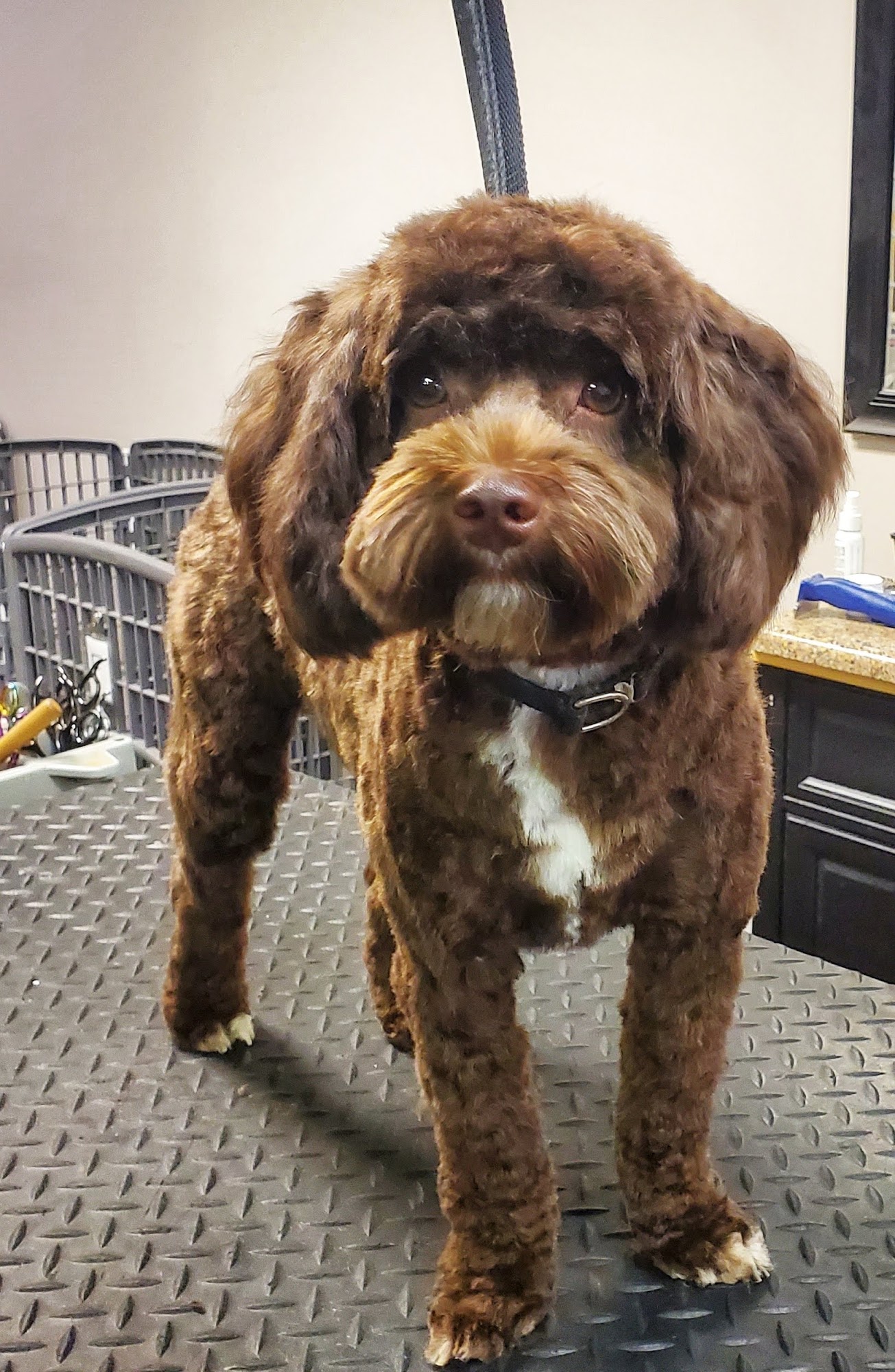 Blue Ribbon Pet Styling Lexington