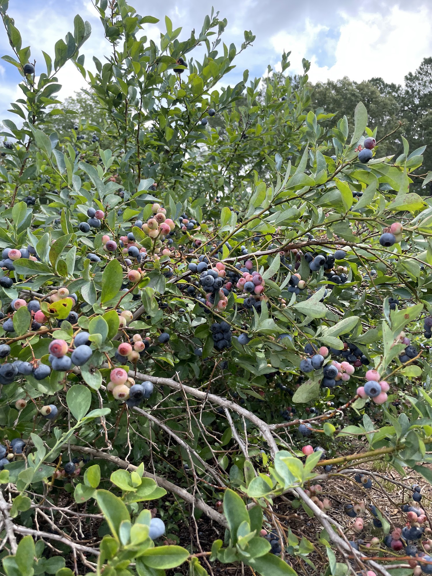 Berry Hill Farm Lexington