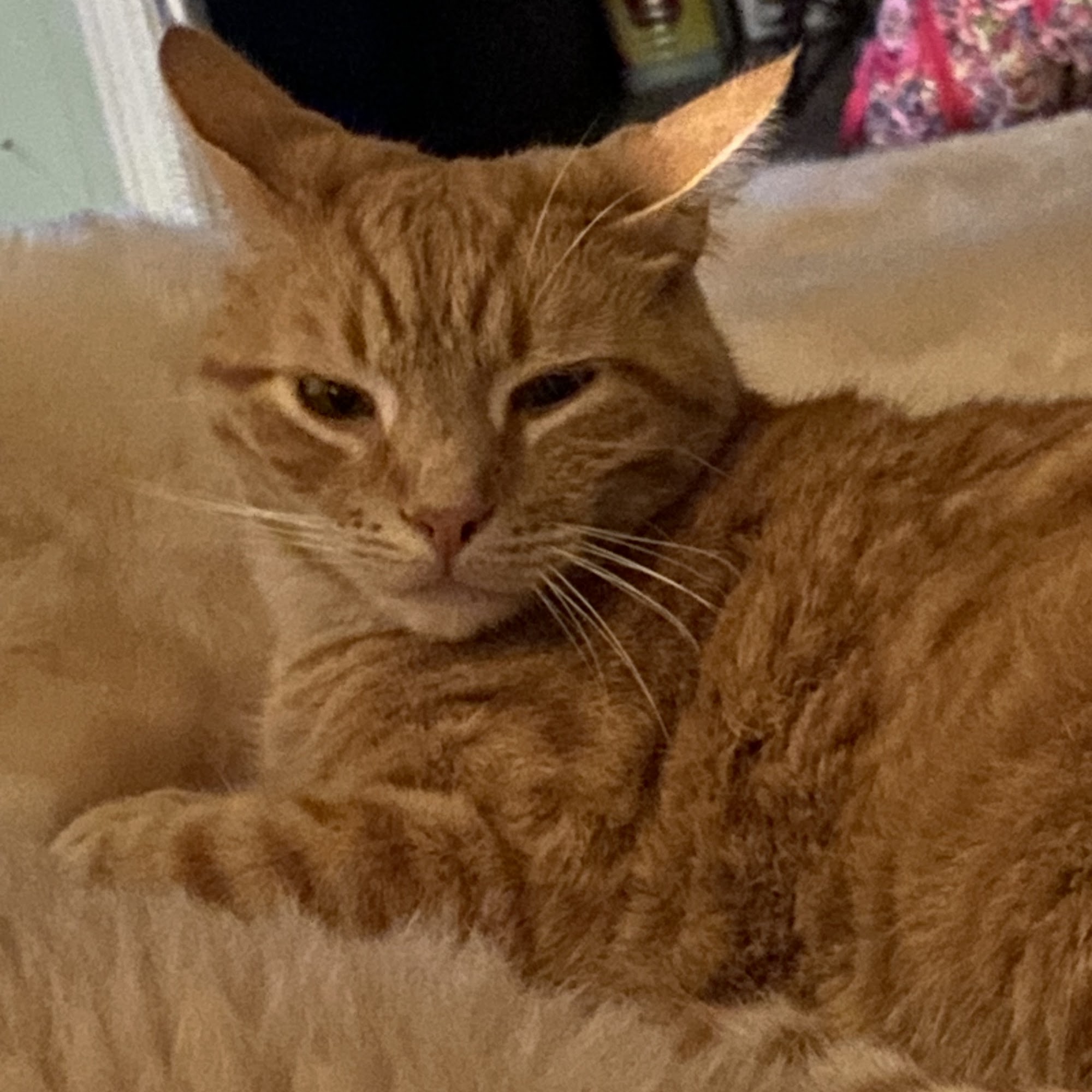 Foothills Animal Hospital Liberty