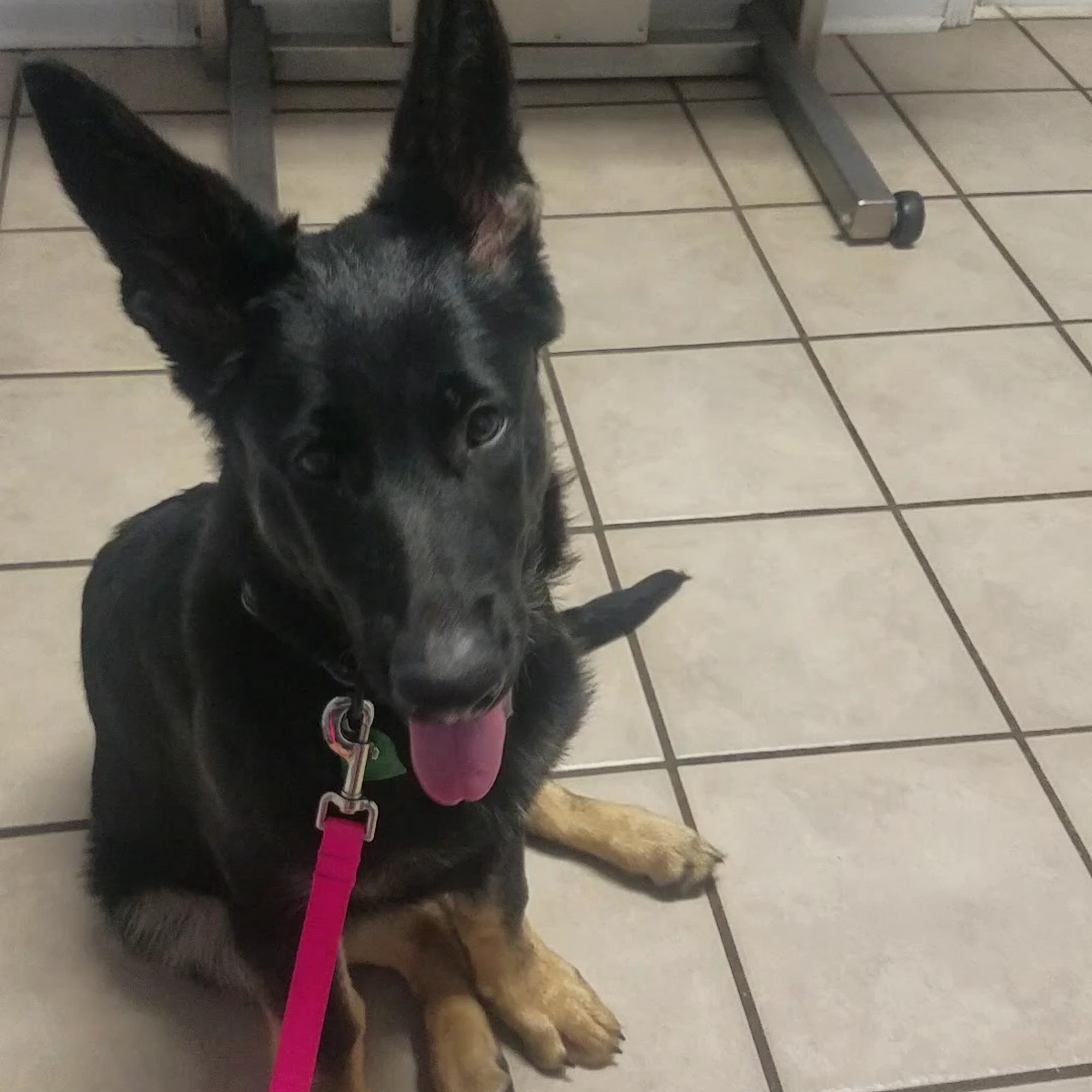 Kind Care Animal Hospital Little River