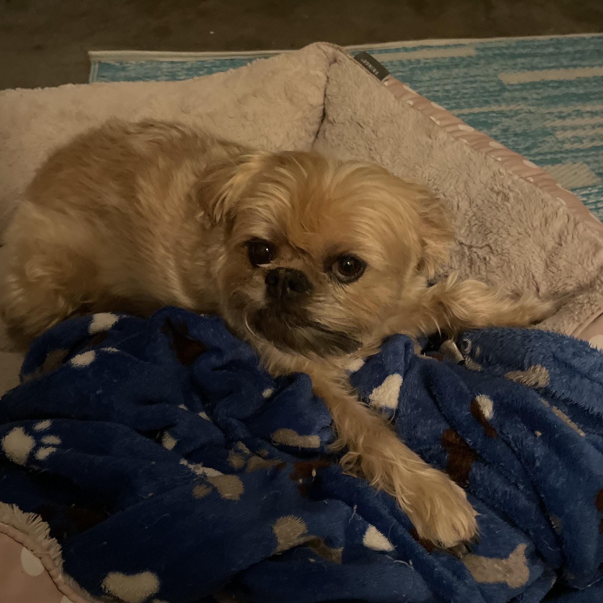 Sea Coast Mobile Pet Grooming Little River