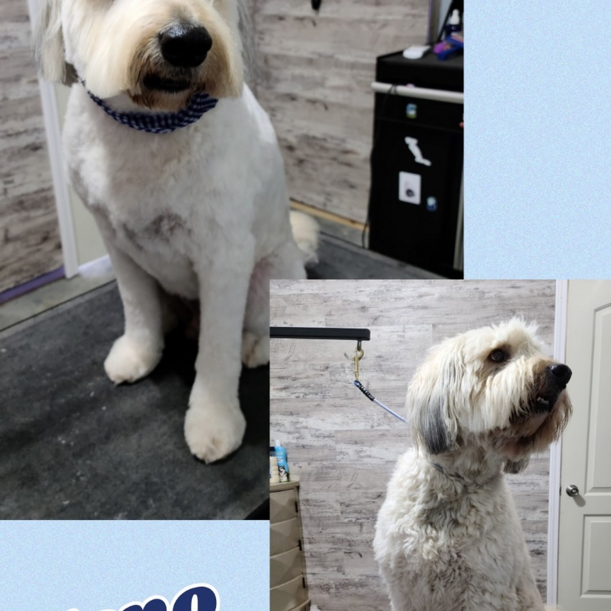 Doggie Day Spa of Little River Little River