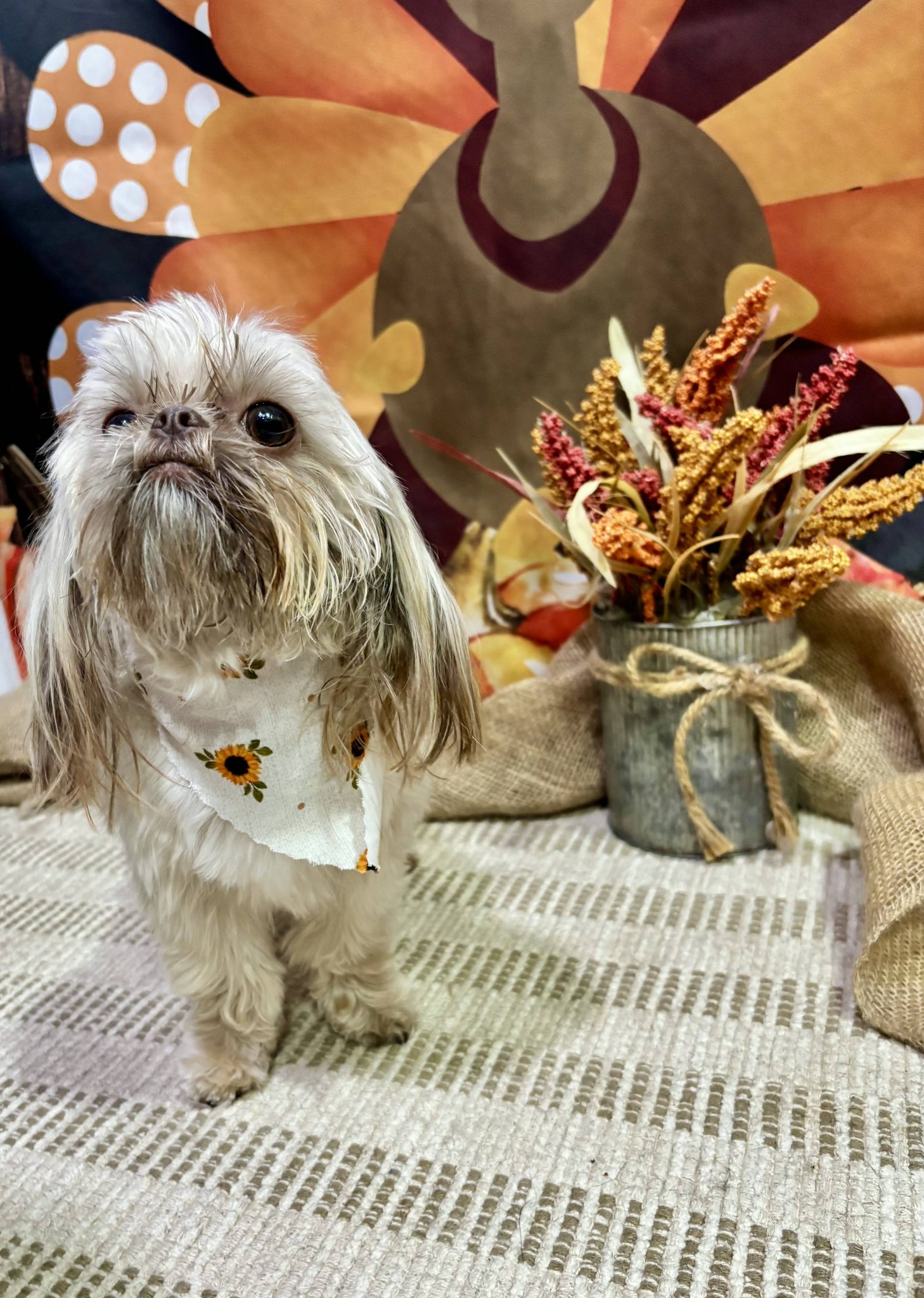 Doggie Day Spa of Little River Little River