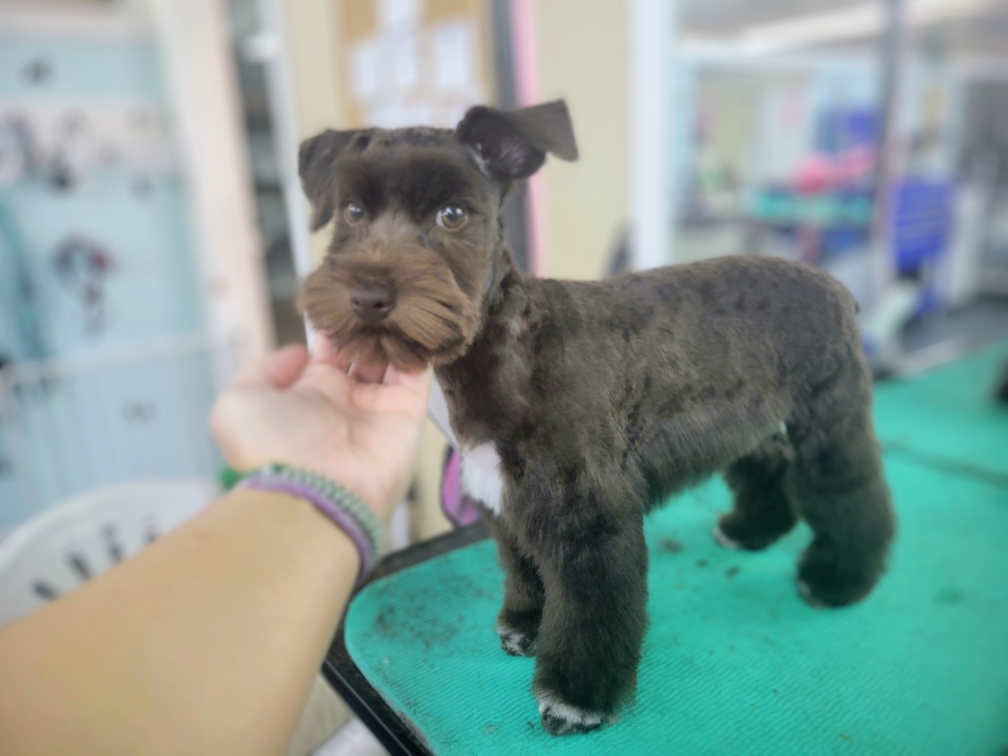 K9 Country Club Little River