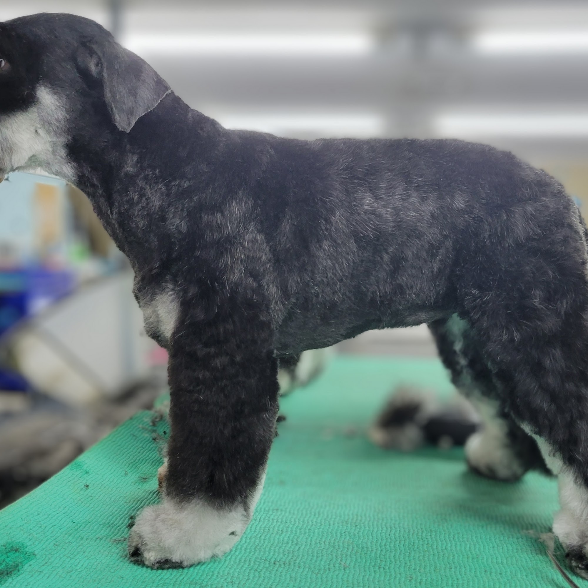 K9 Country Club Little River