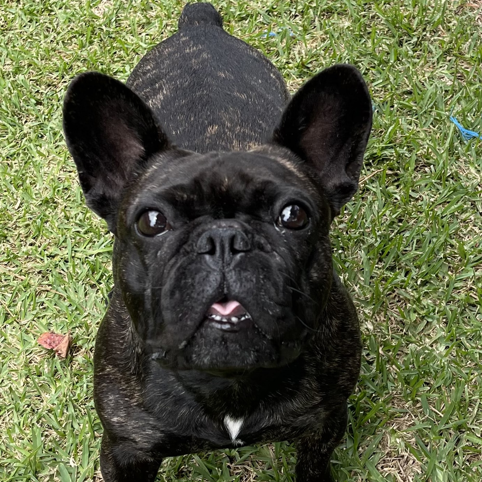 The Love Pet Clinic Longs