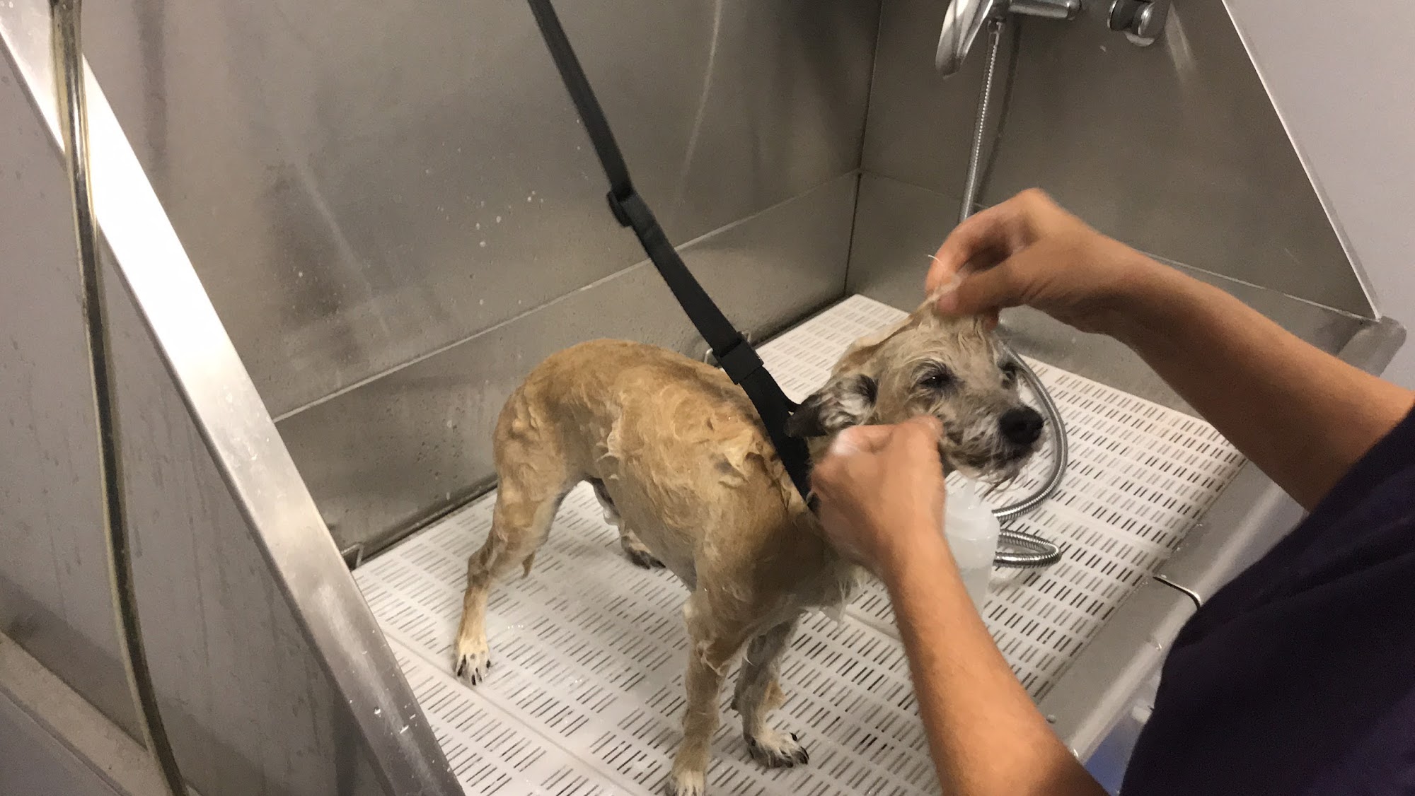 Fuzzy Faces Dog Grooming Longs