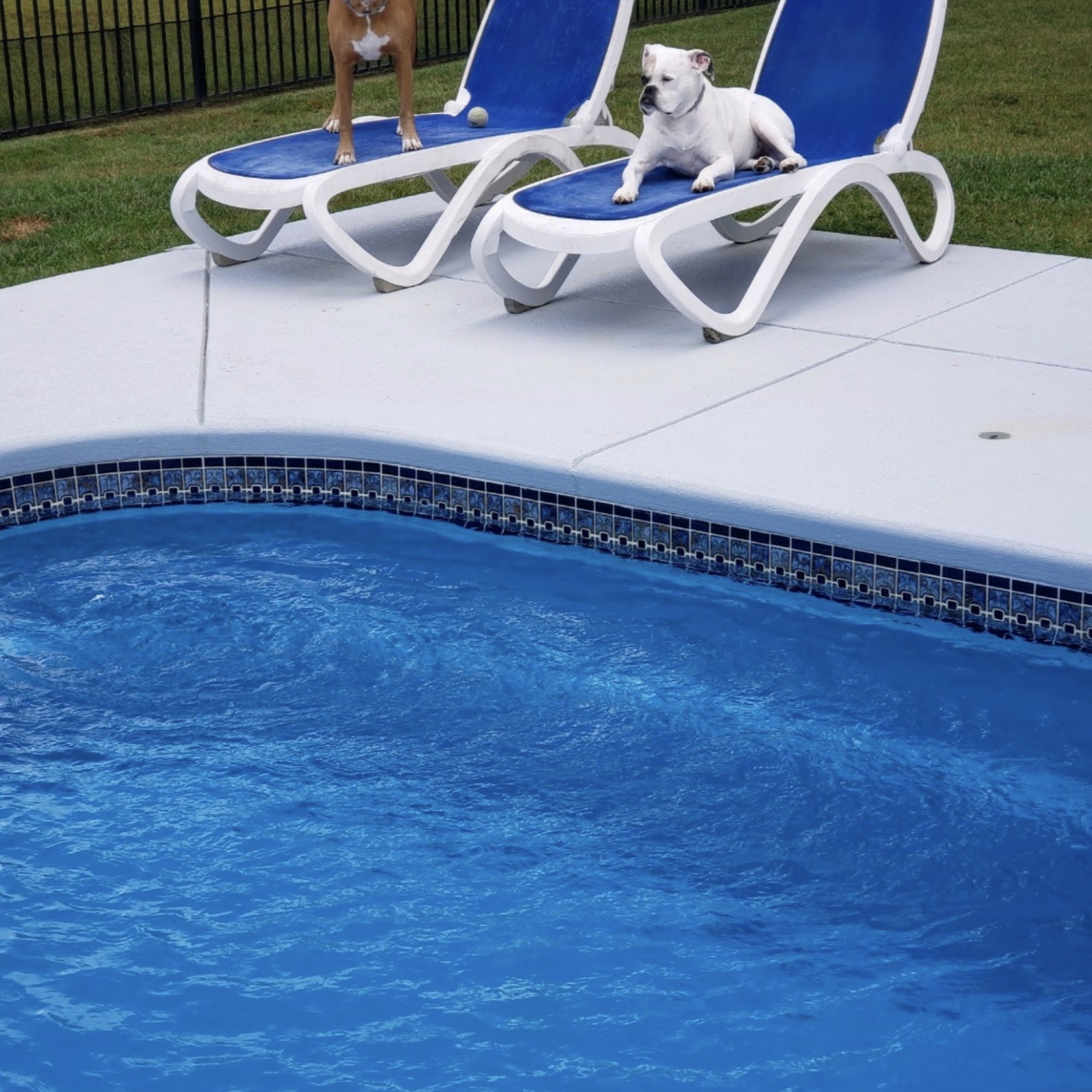 Fur- ever Friends Pet Resort and Spa 1510 Hwy 9 E #4, Longs, SC 29568