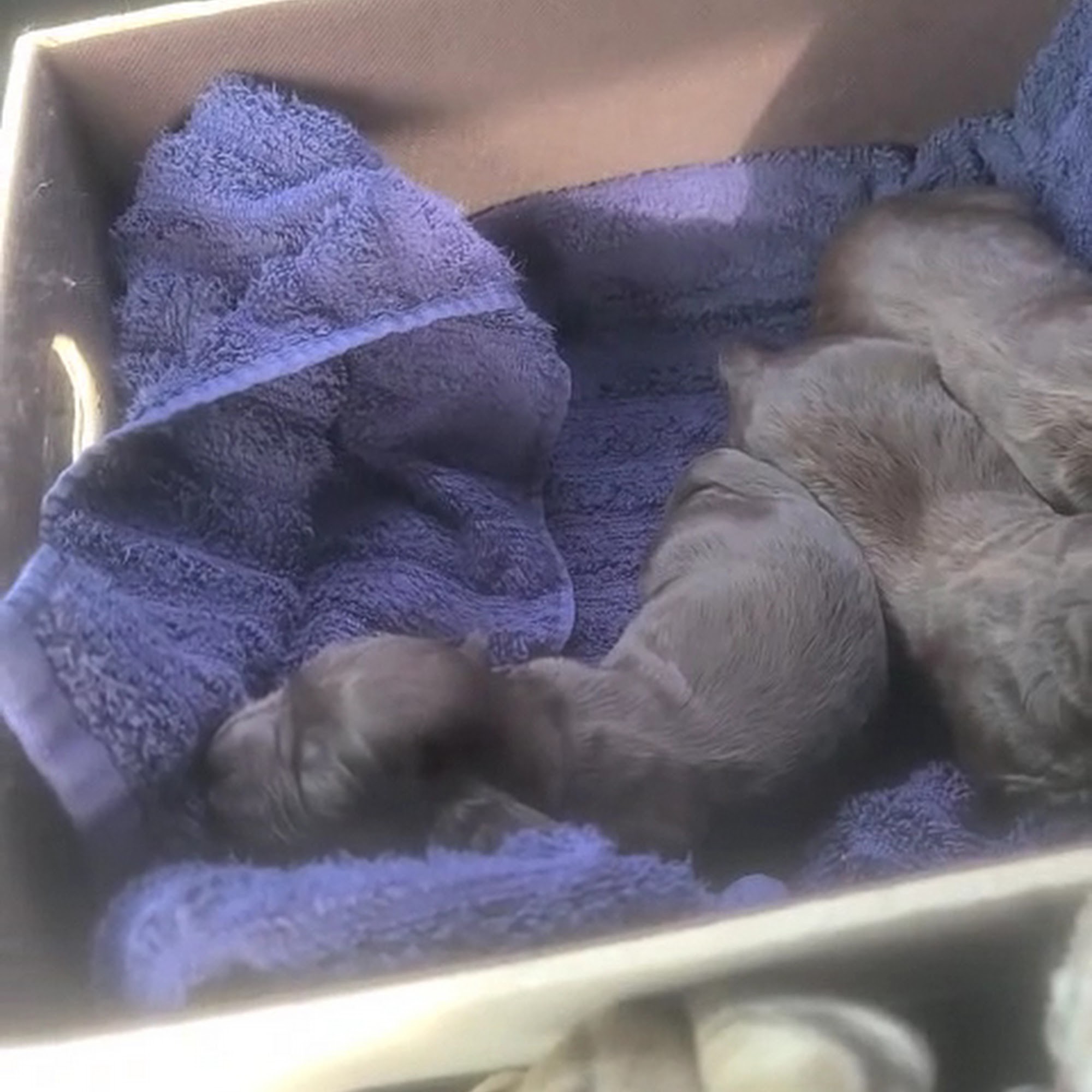 Loris Animal Hospital Loris