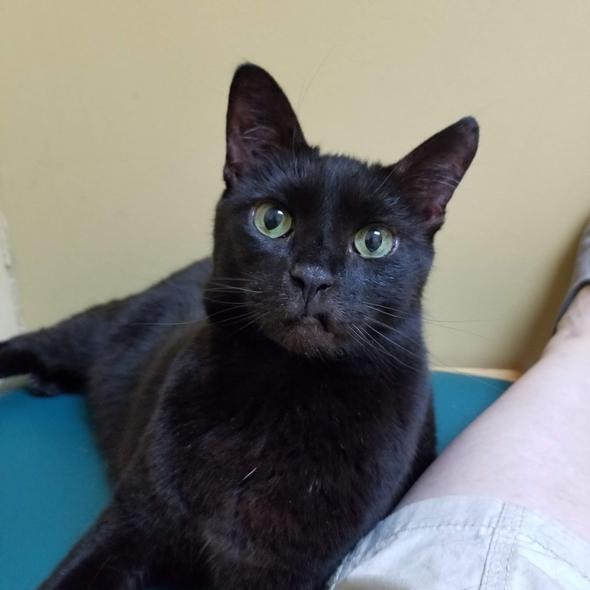 Veterinary Medicine & Surgery Lugoff