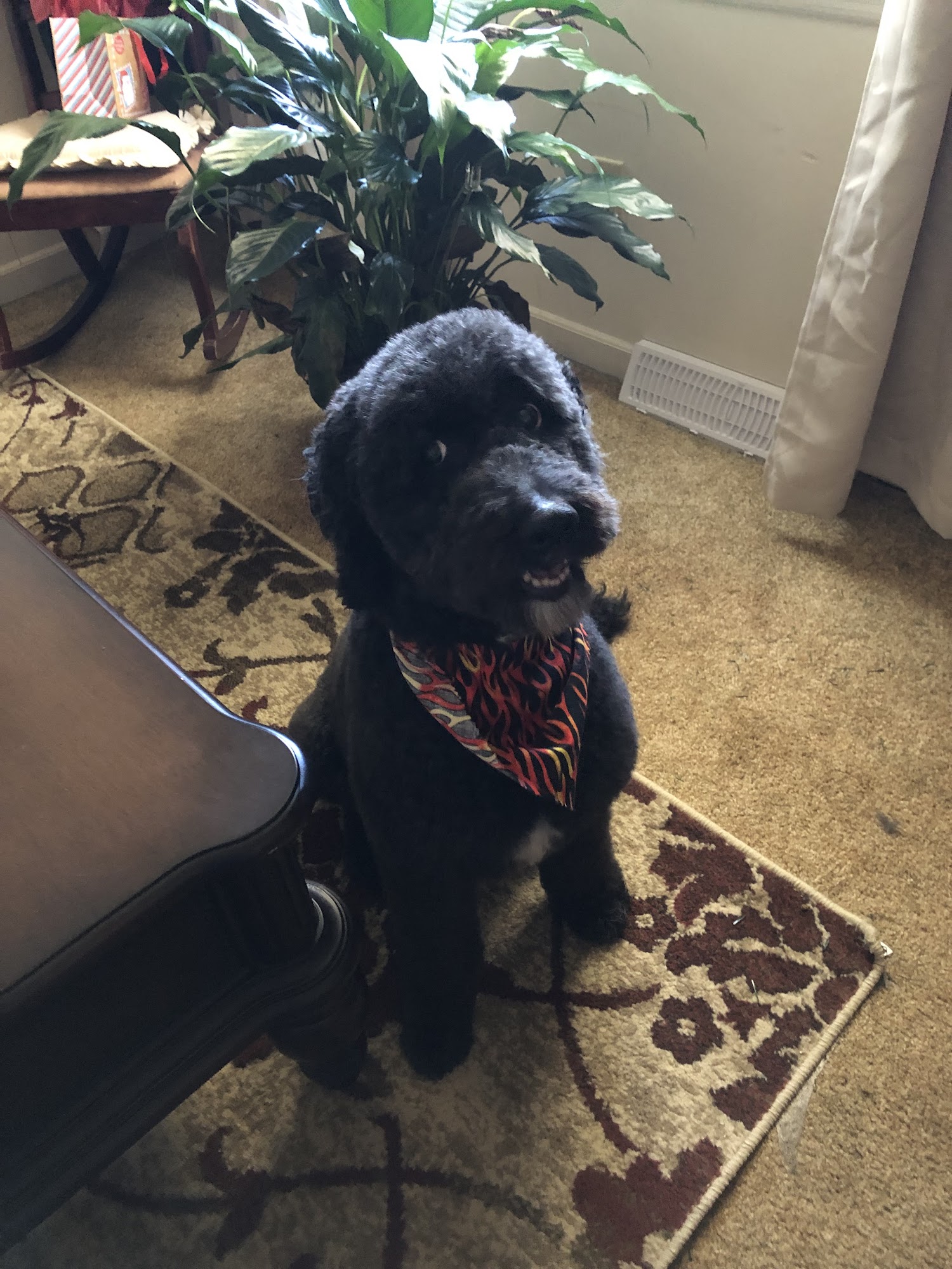 The Ultimate Pet Lodge LLC Lyman