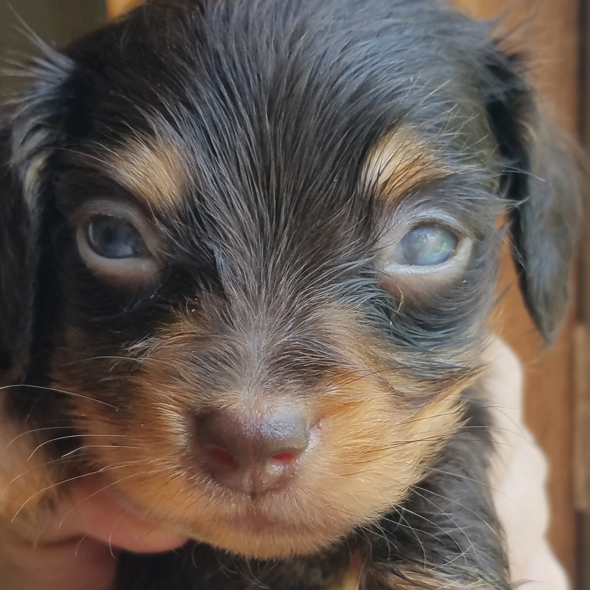 Morris Animal Clinic Manning