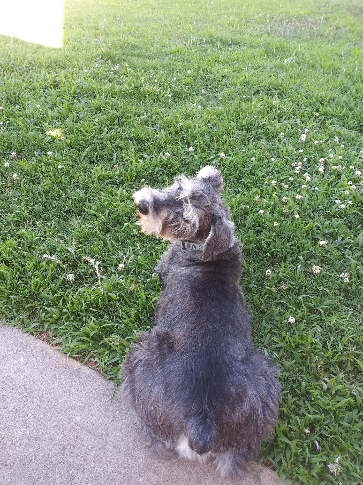 McPhail Animal Hospital Mauldin