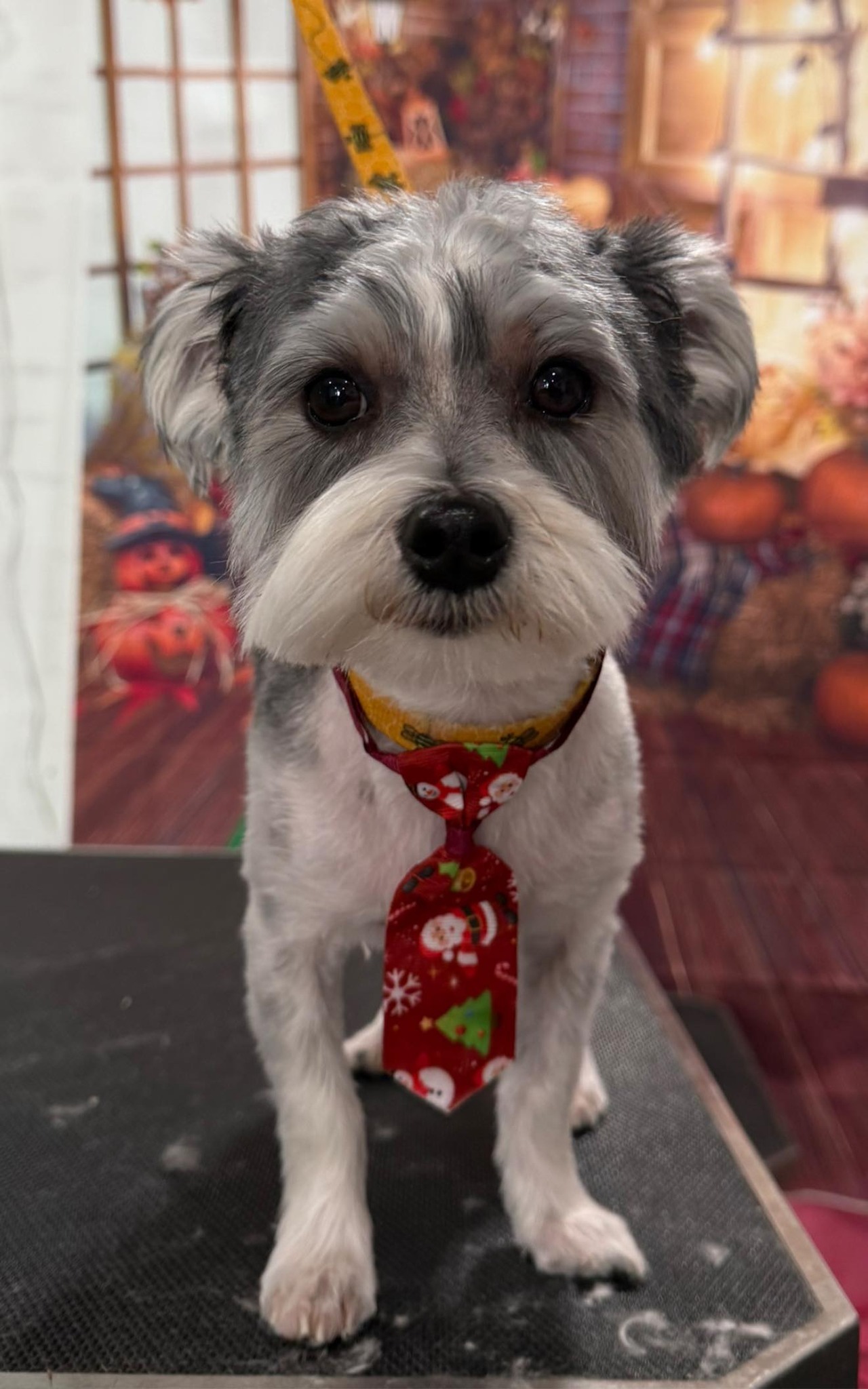 The Pooch Parlor Salon & Mobile Grooming Moncks Corner