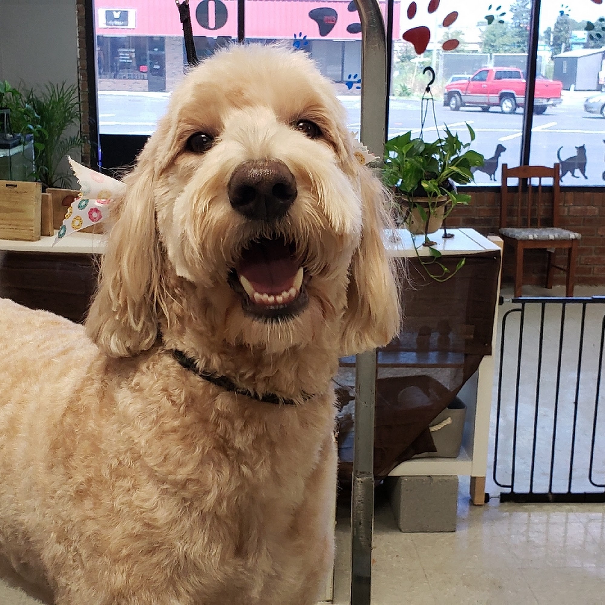 Woof Woof Meow Pet Grooming Moncks Corner