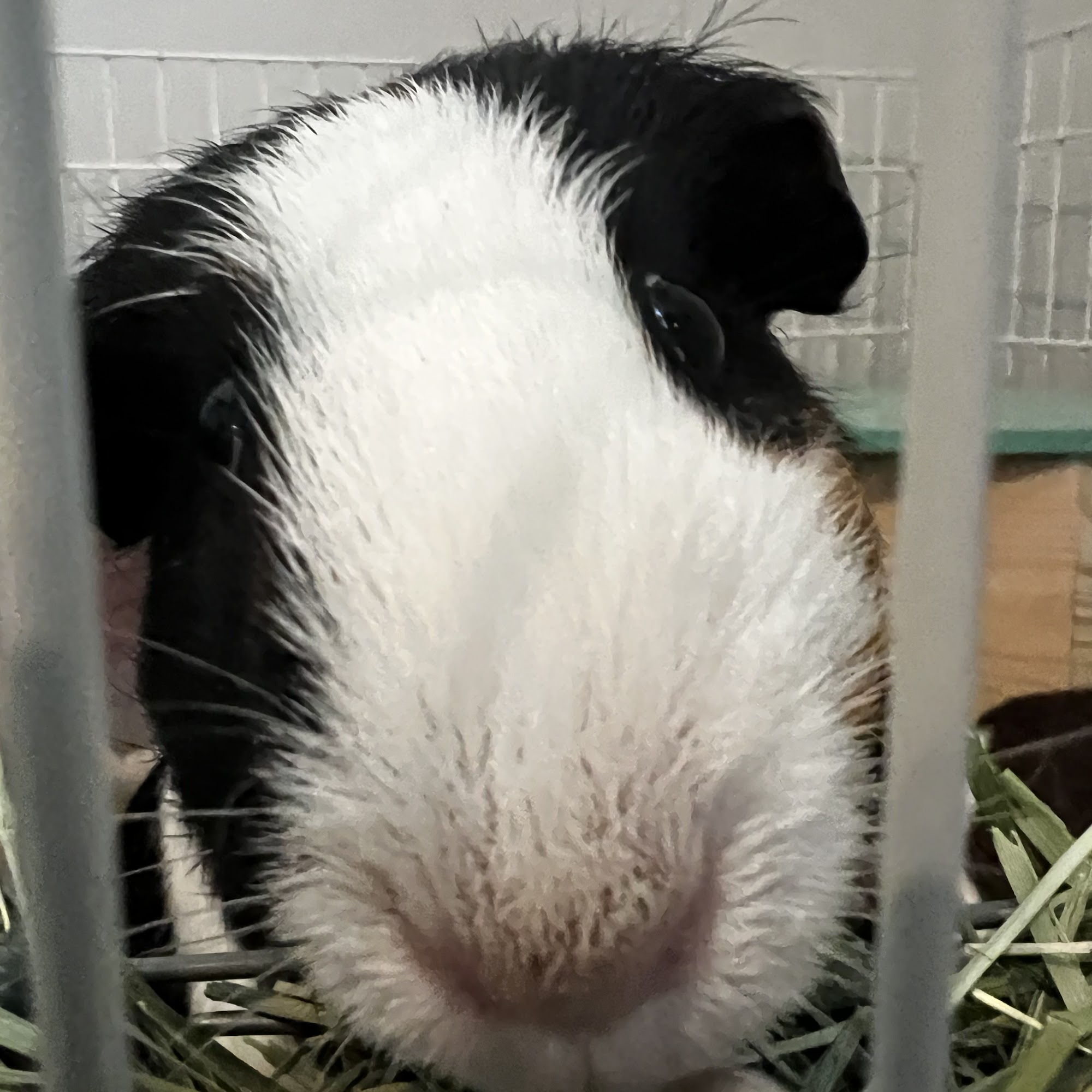 Foxbank Veterinary Hospital Moncks Corner