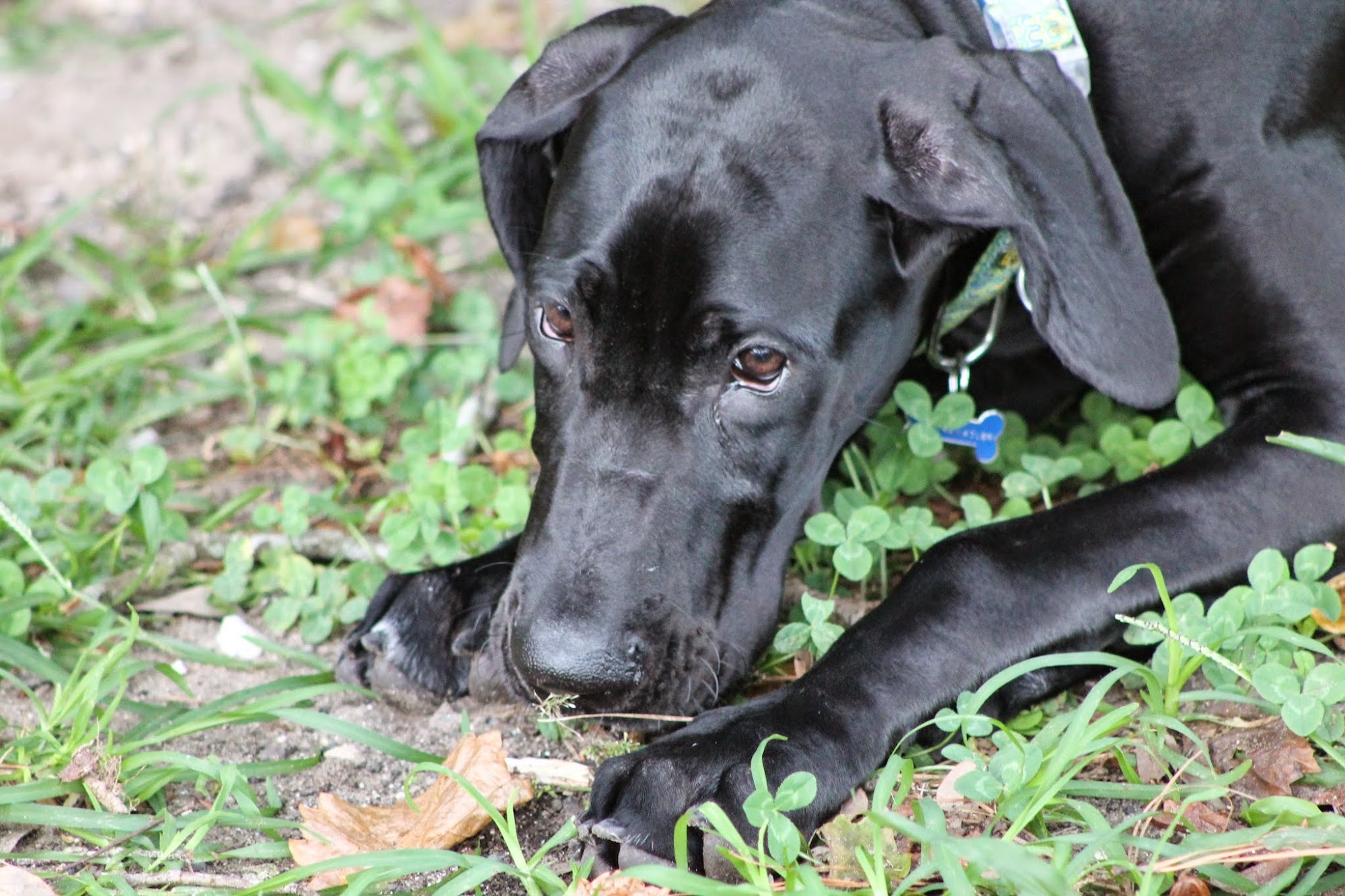 East Cooper Animal Hospital Mount Pleasant