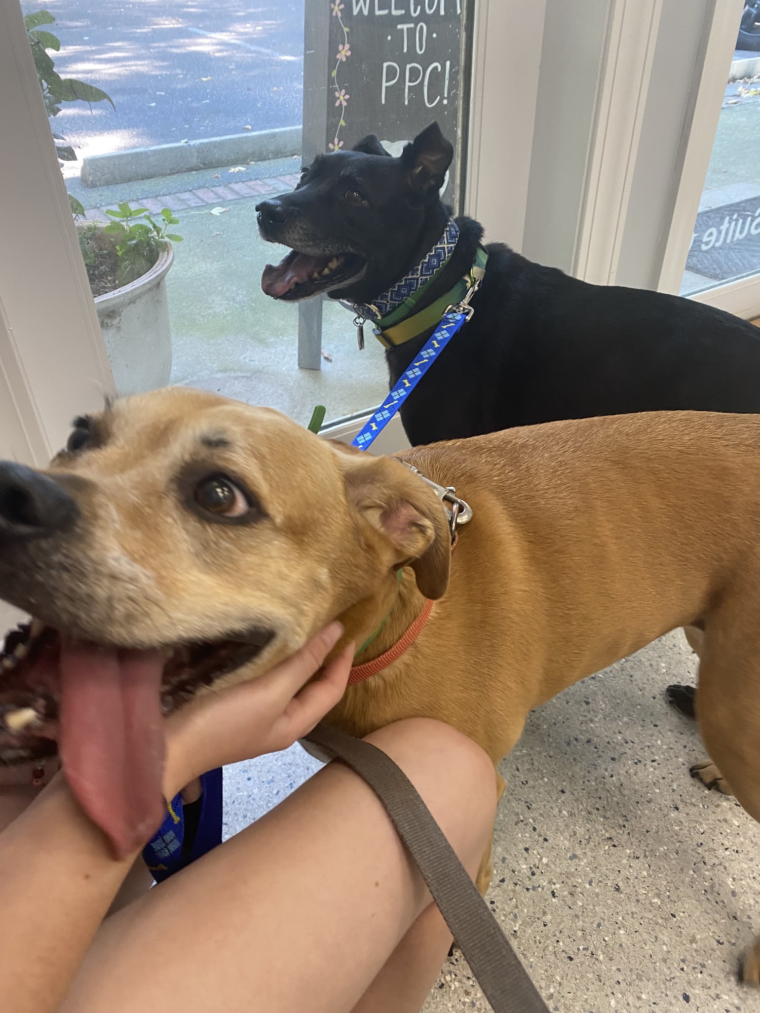 Pleasant Pet Care Mount Pleasant