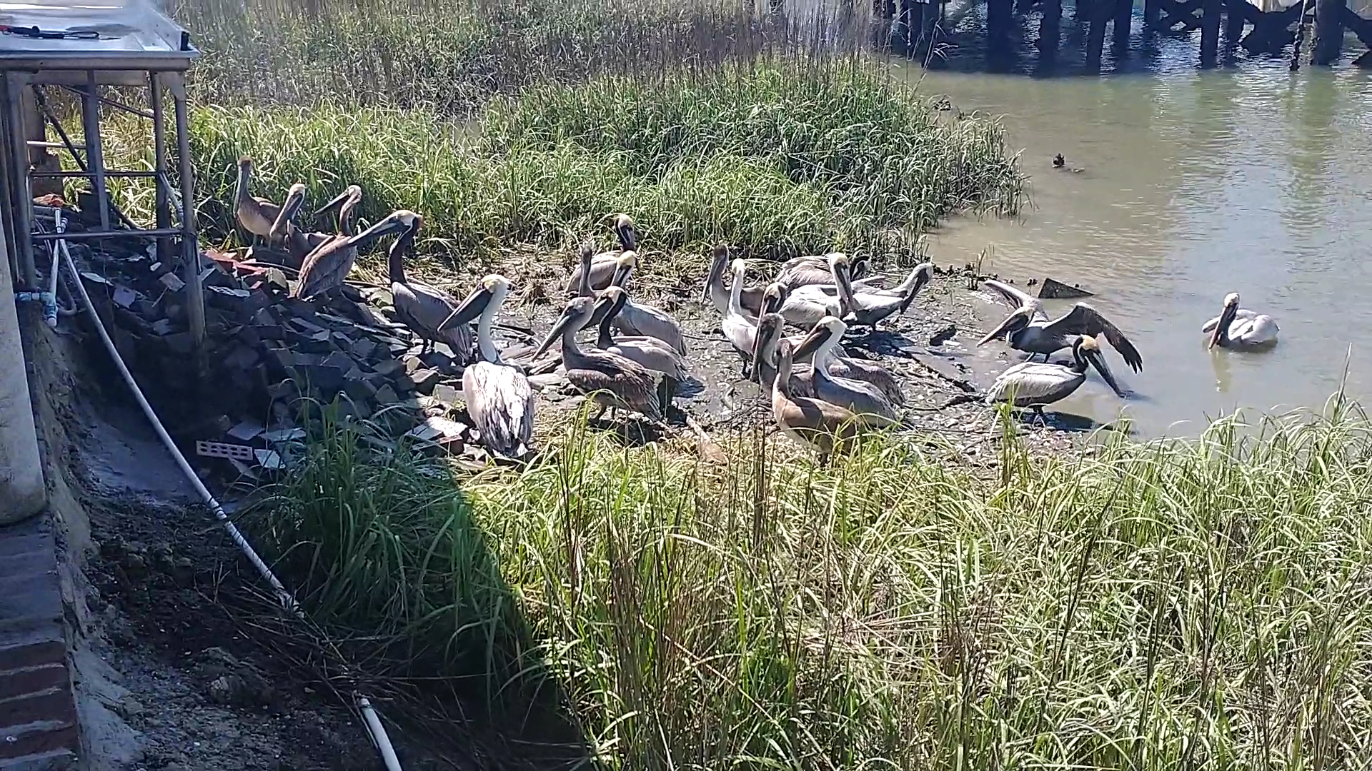 Geechie Seafood Menu