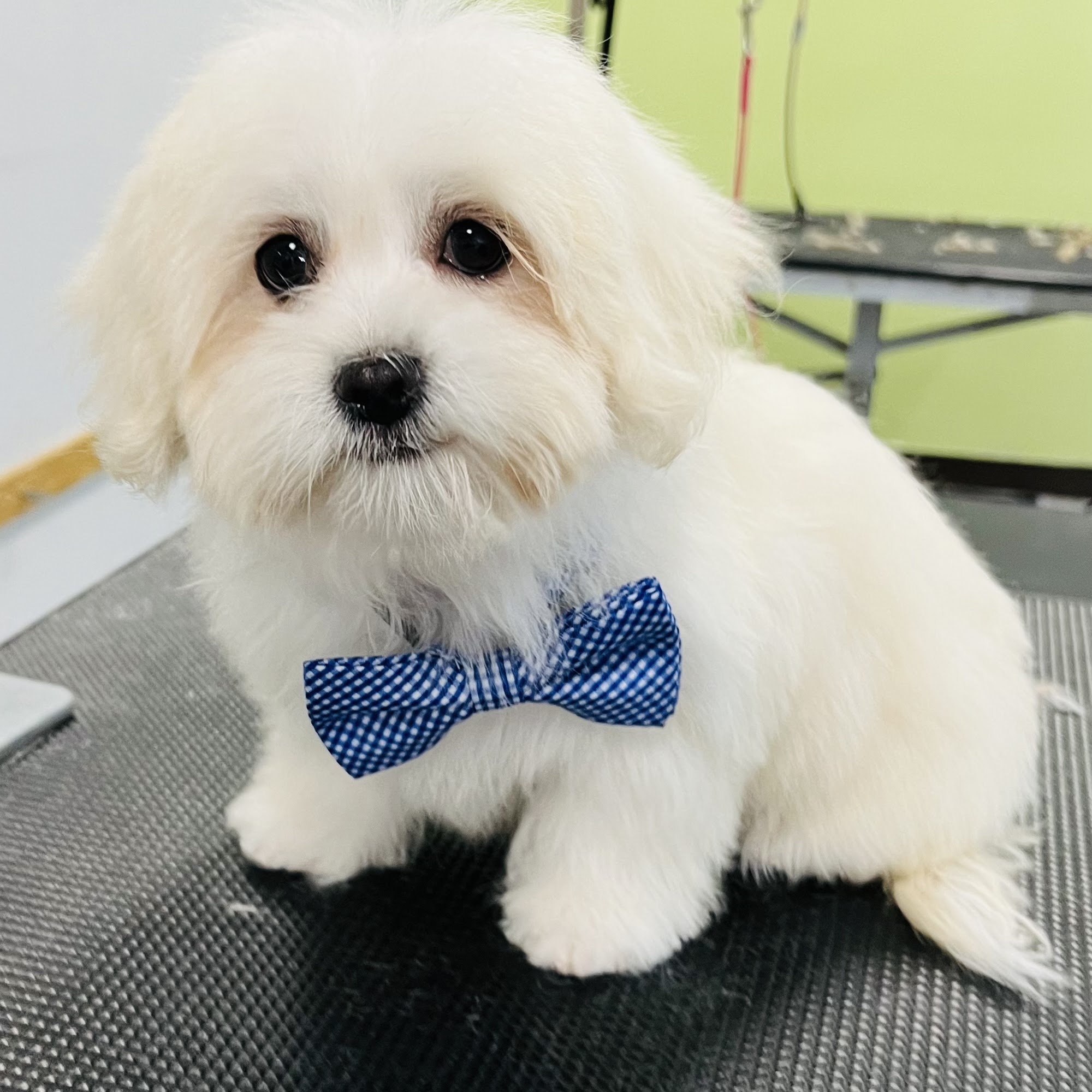 Pleasant Paws Day Spa Mount Pleasant