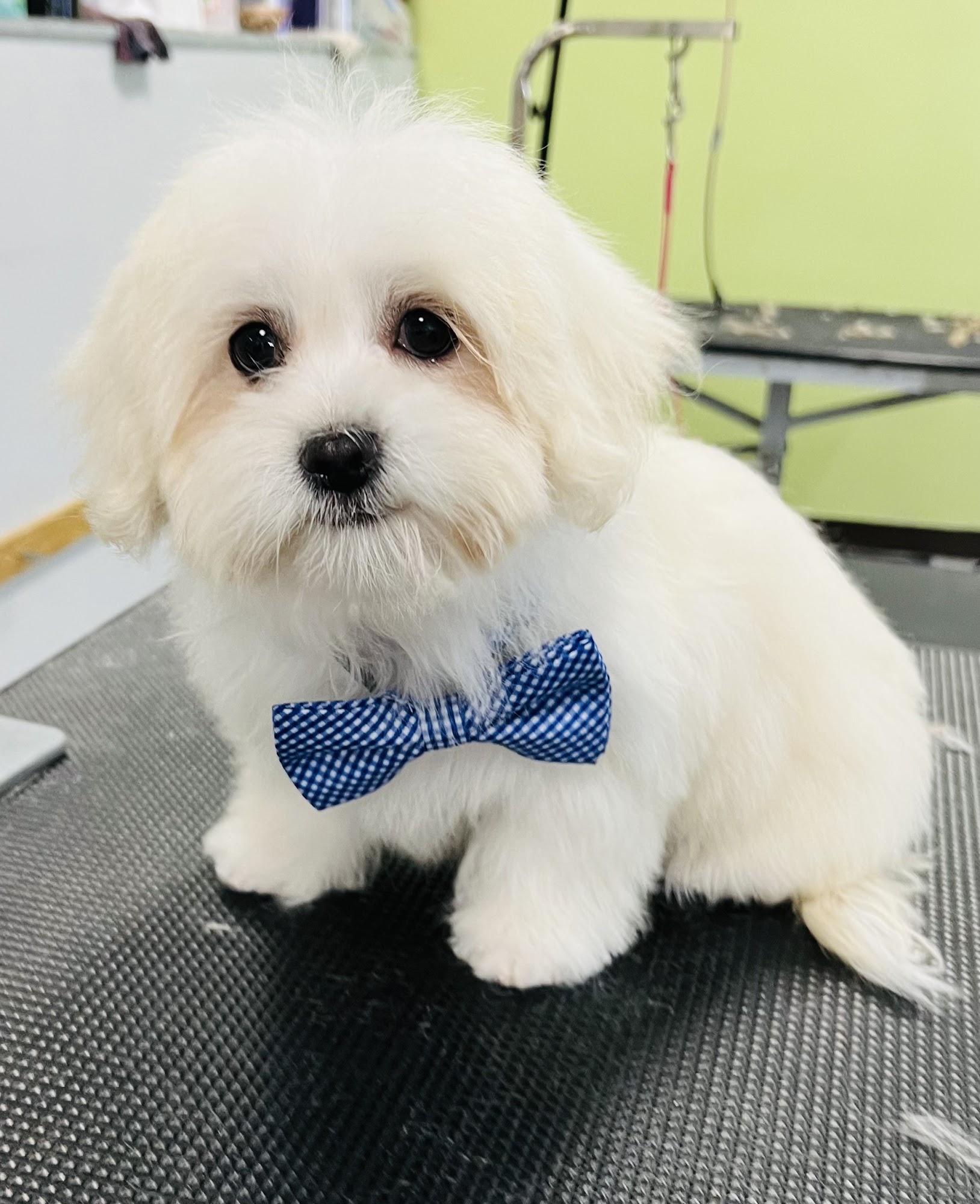 Pleasant Paws Day Spa Mount Pleasant