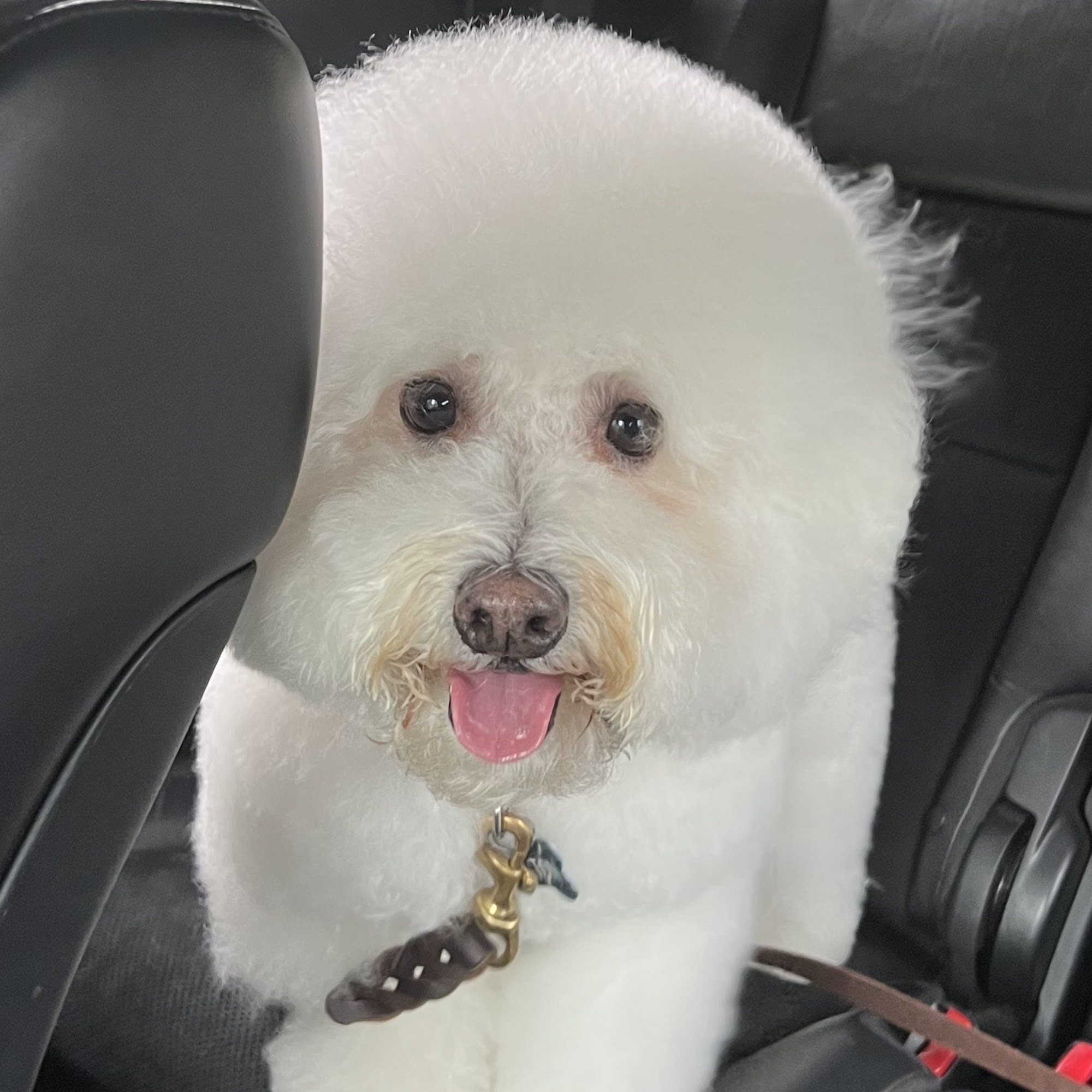 Savvy-Yohn Mount Pleasant