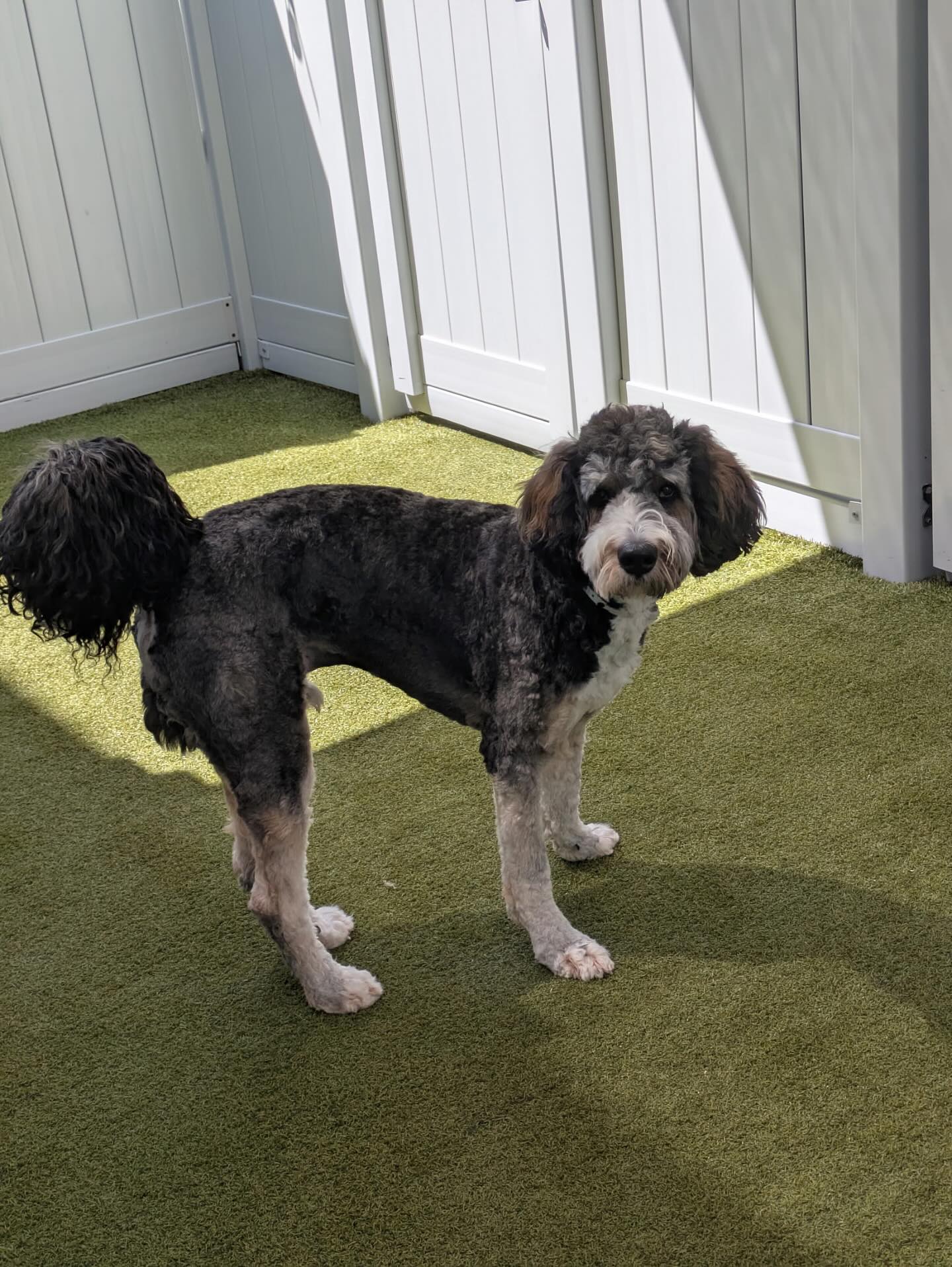 K9 Resorts Luxury Pet Hotel Mount Pleasant Mount Pleasant