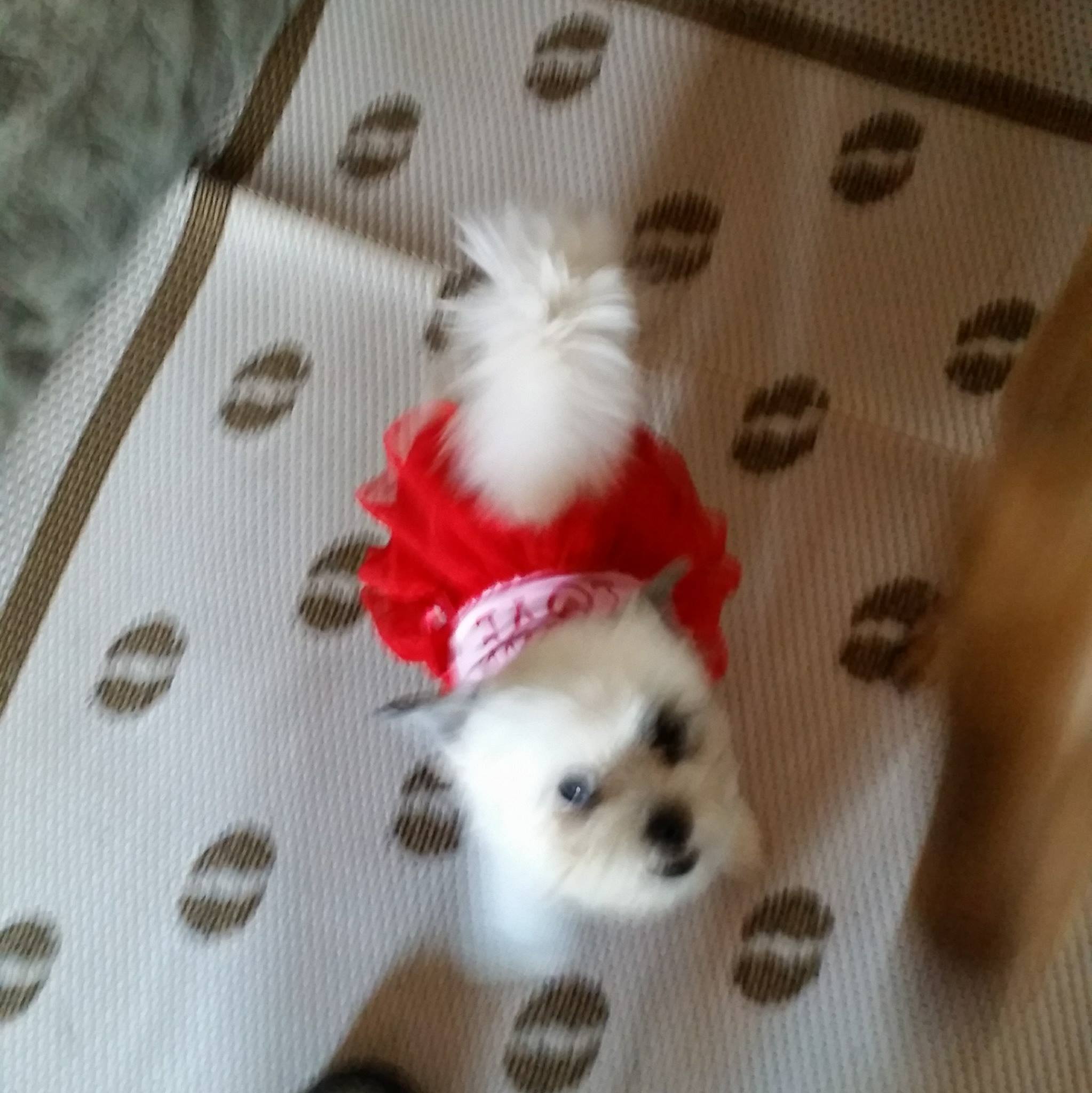 Grooming Designers & East Cooper Pet Motel Mount Pleasant