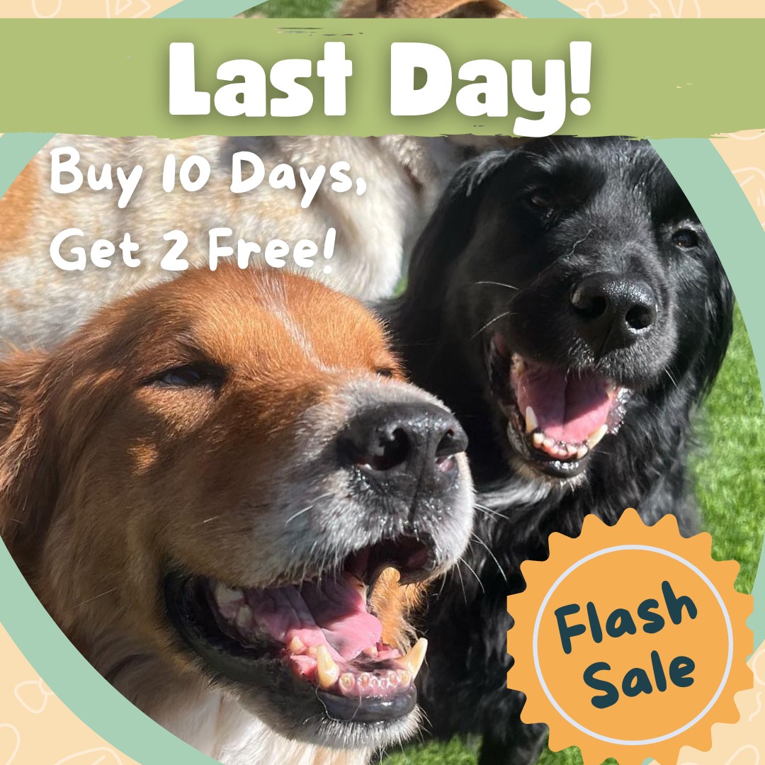 My Three Dogs Hwy 17 Mount Pleasant