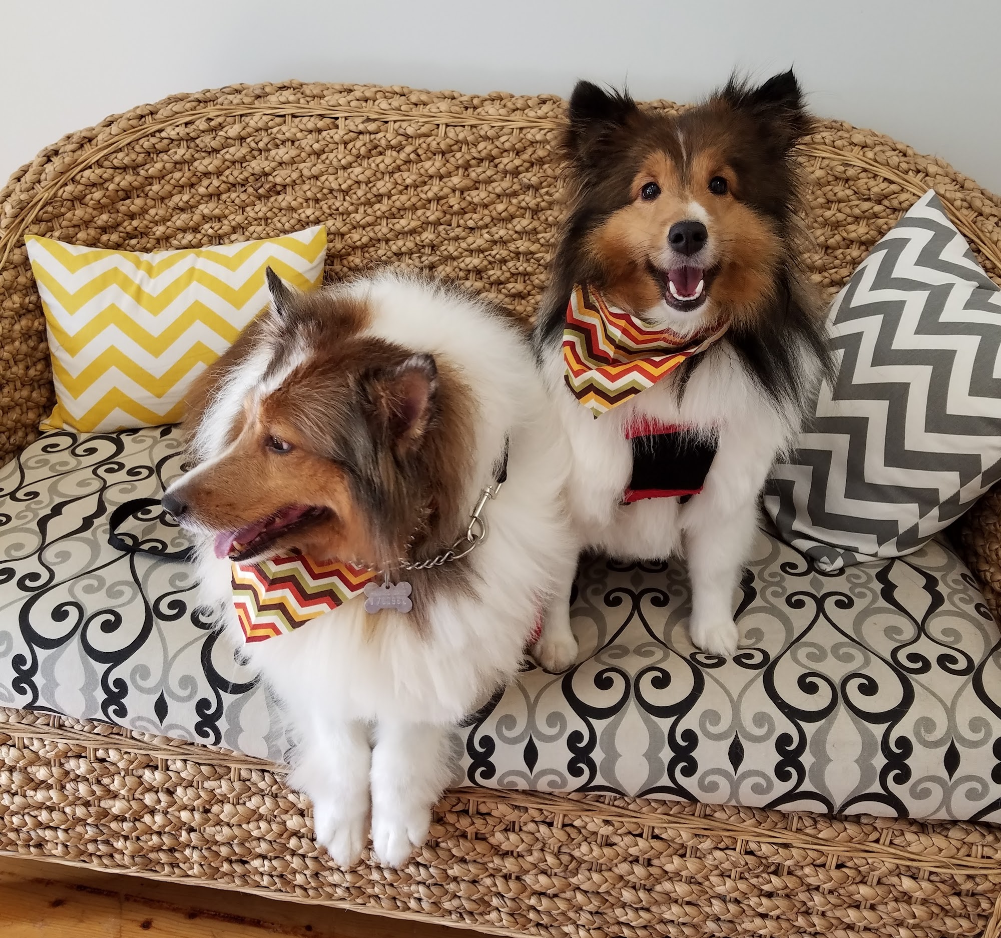 Afortable Grooming Mount Pleasant