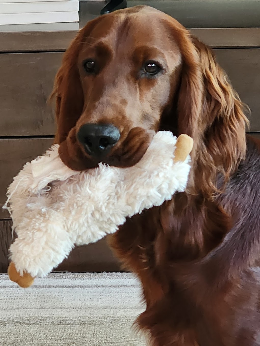 Pampered Pets & Places, LLC Mount Pleasant