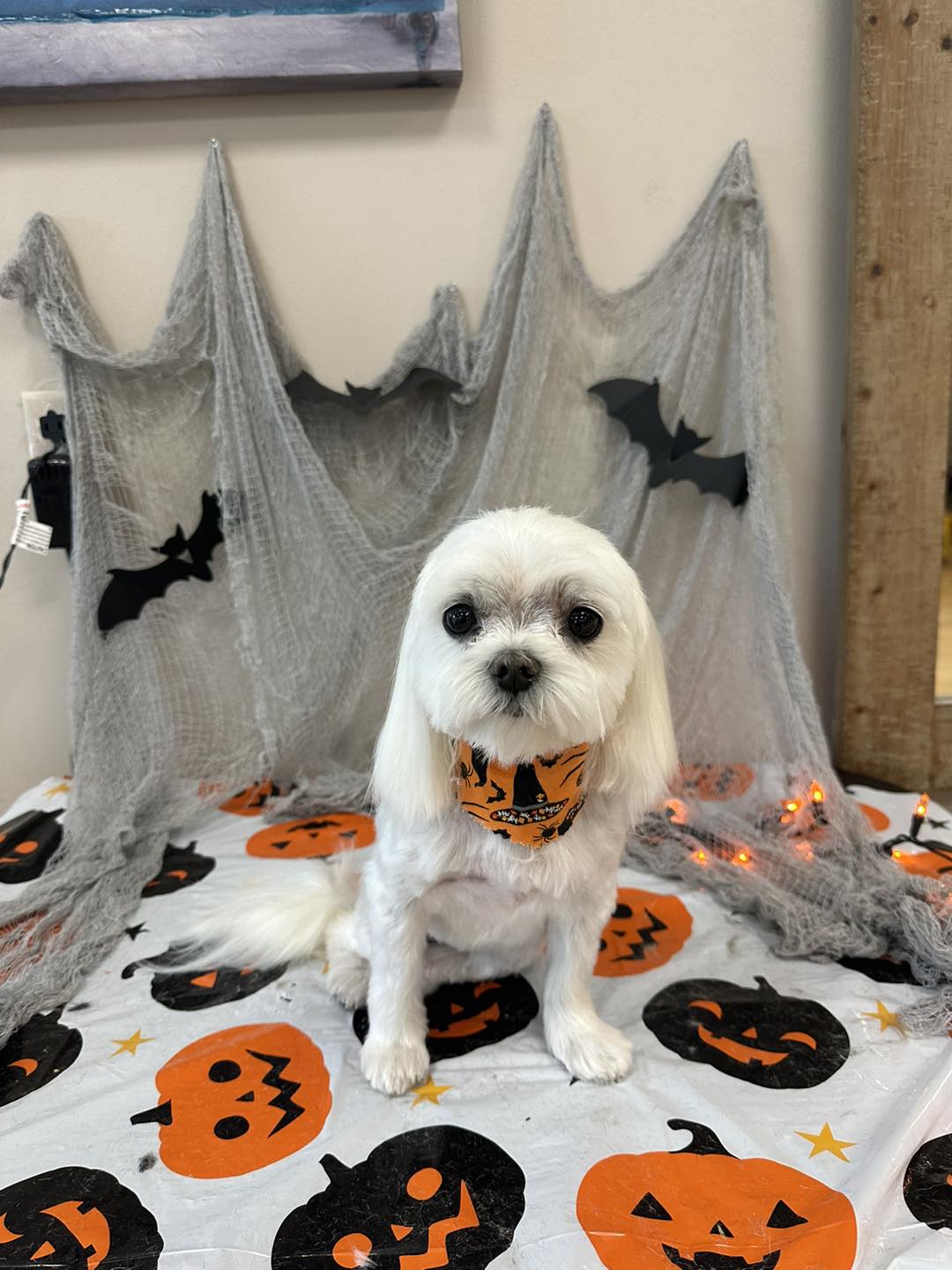 Yuppie Puppy Pet Salon Mount Pleasant