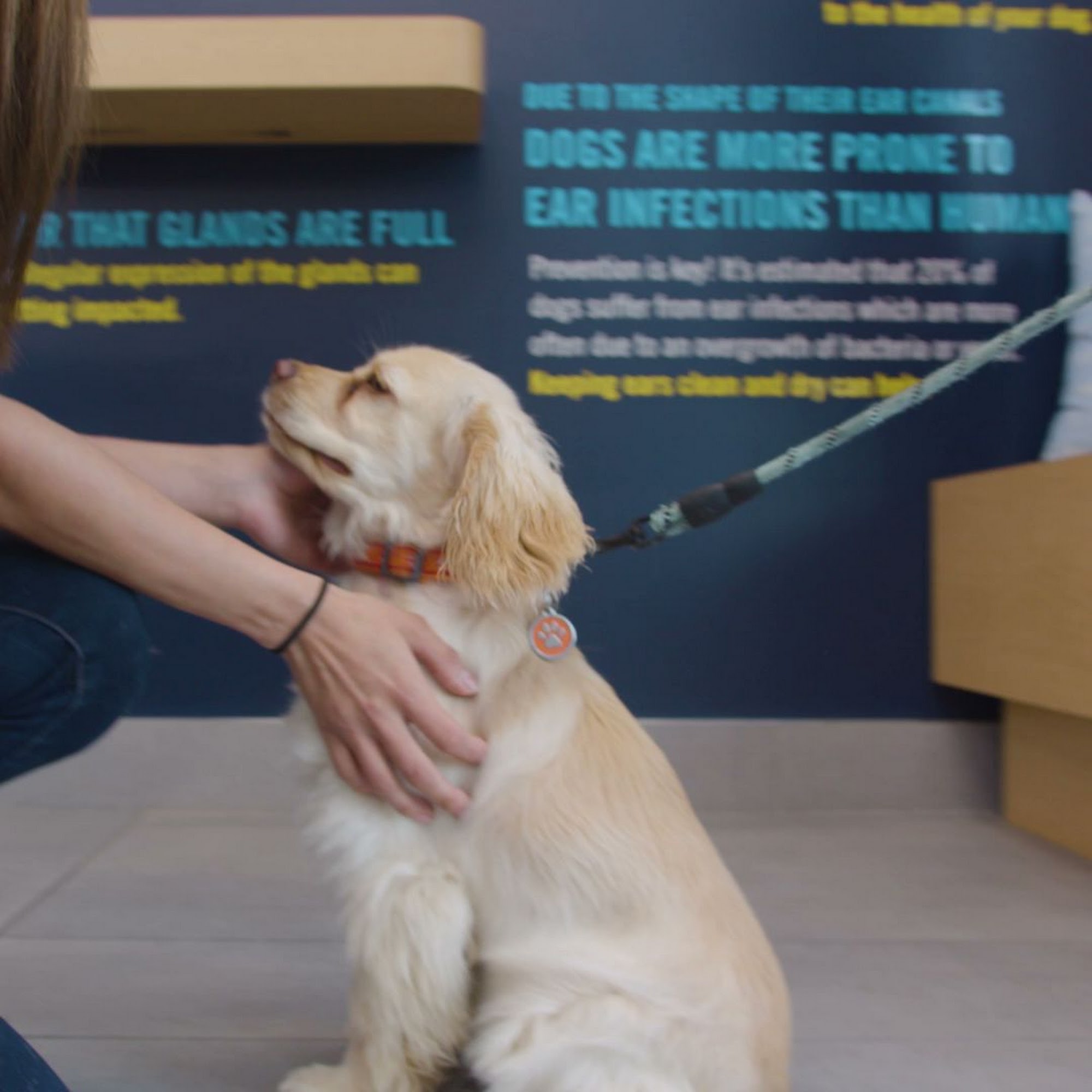 Scenthound Mt Pleasant Mount Pleasant