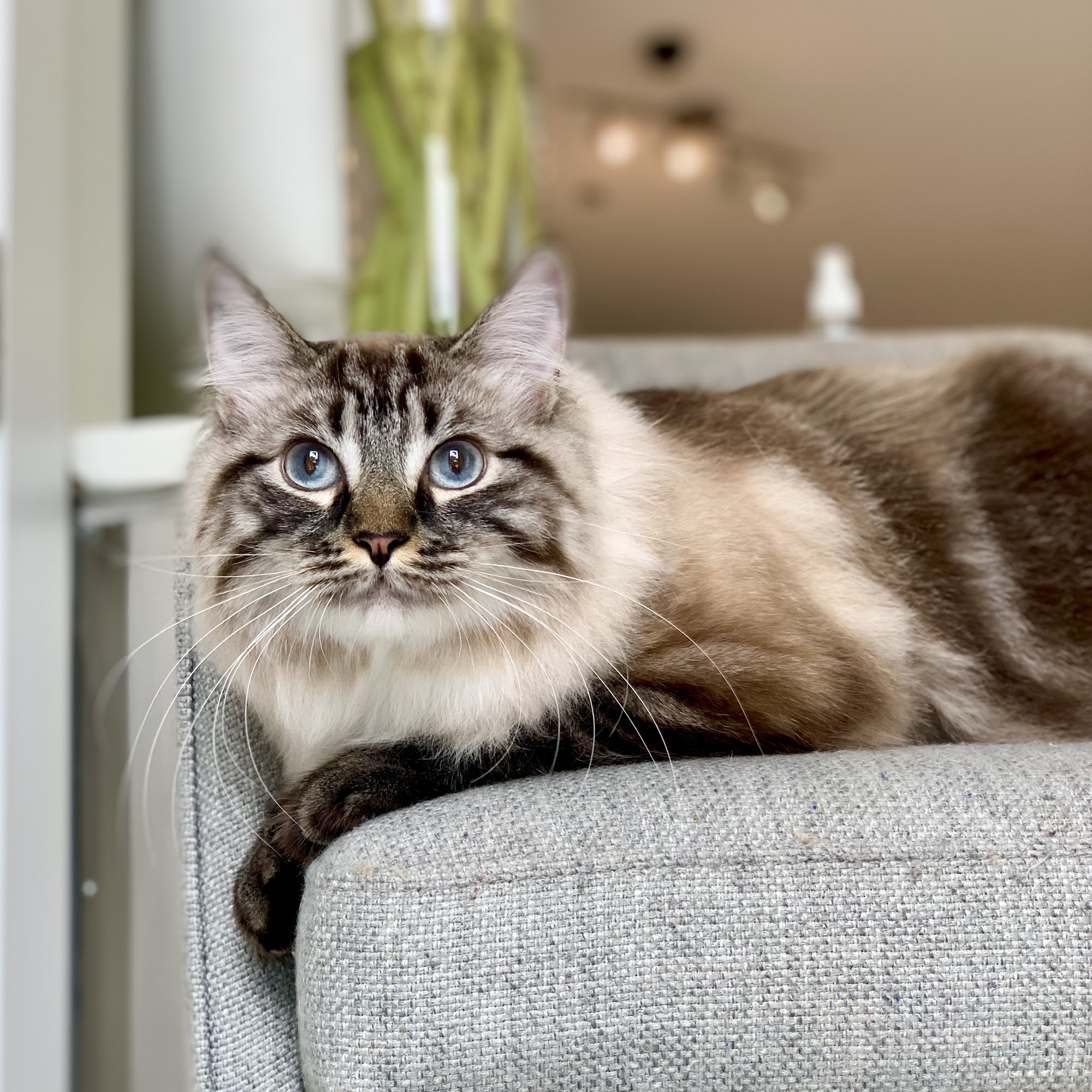 The Charleston Cat Groomer Mount Pleasant